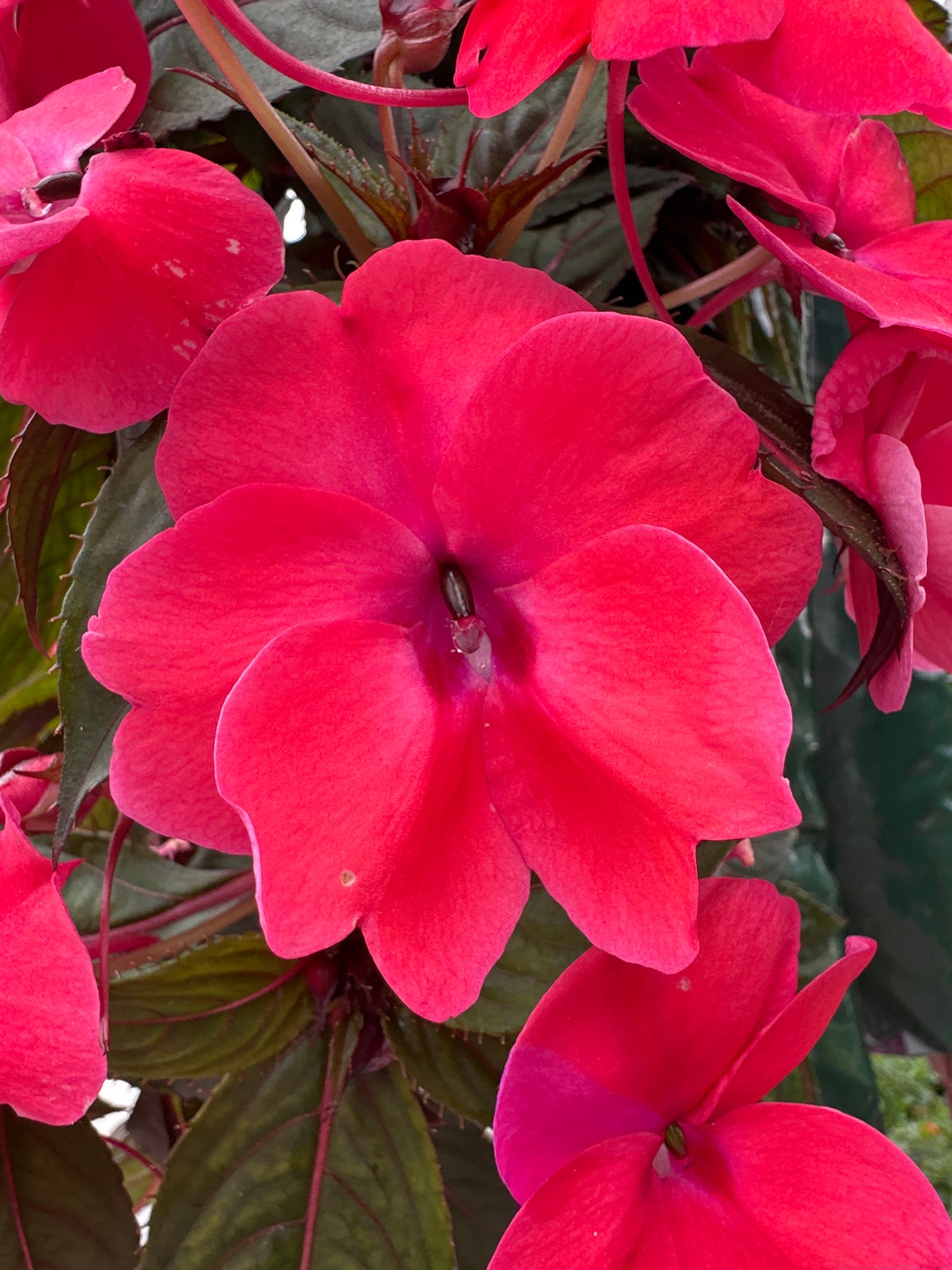 SUNPATIENS COMPACT DEEP ROSE - FLOWER BAG