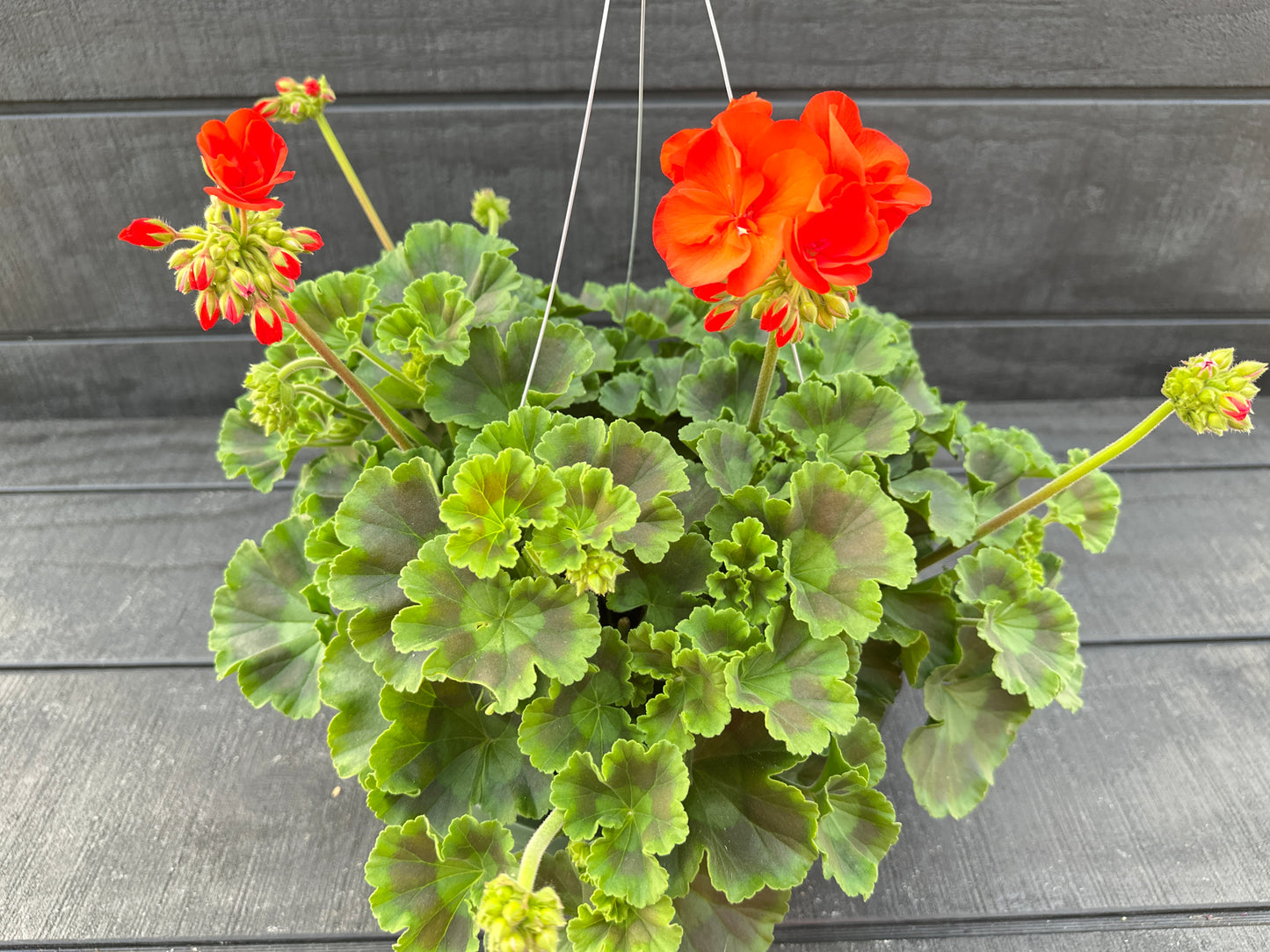 GERANIUM DYNAMO ORANGE - 10" HANGING BASKET