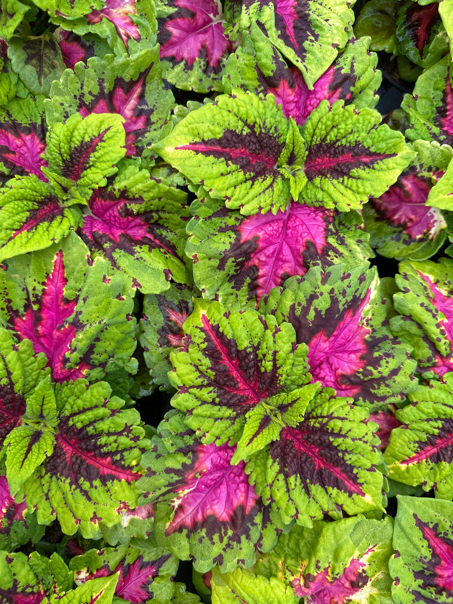 COLEUS KONG JR ROSE - 4" POT