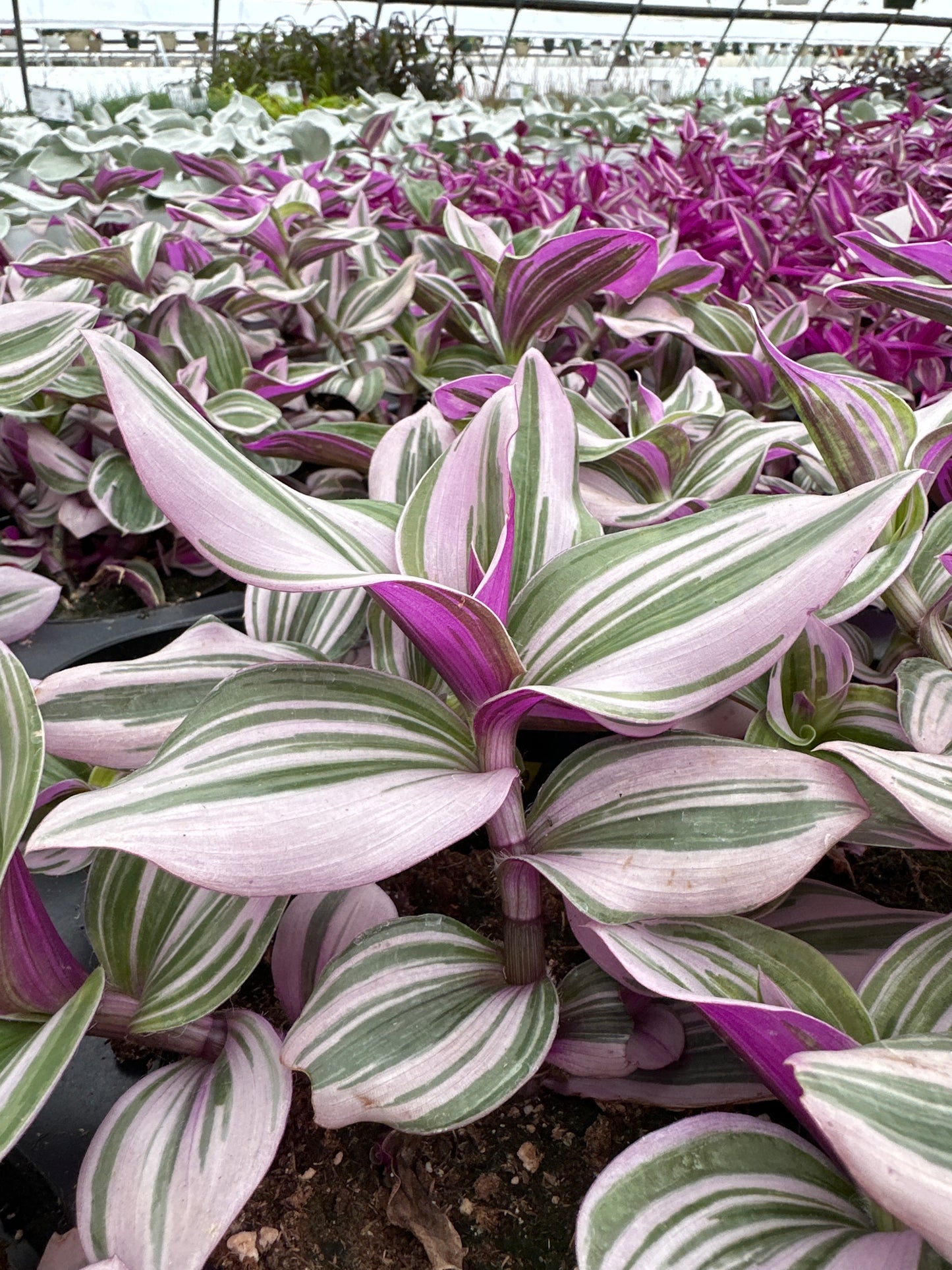 TRADESCANTIA NANOUK - 4'' POT