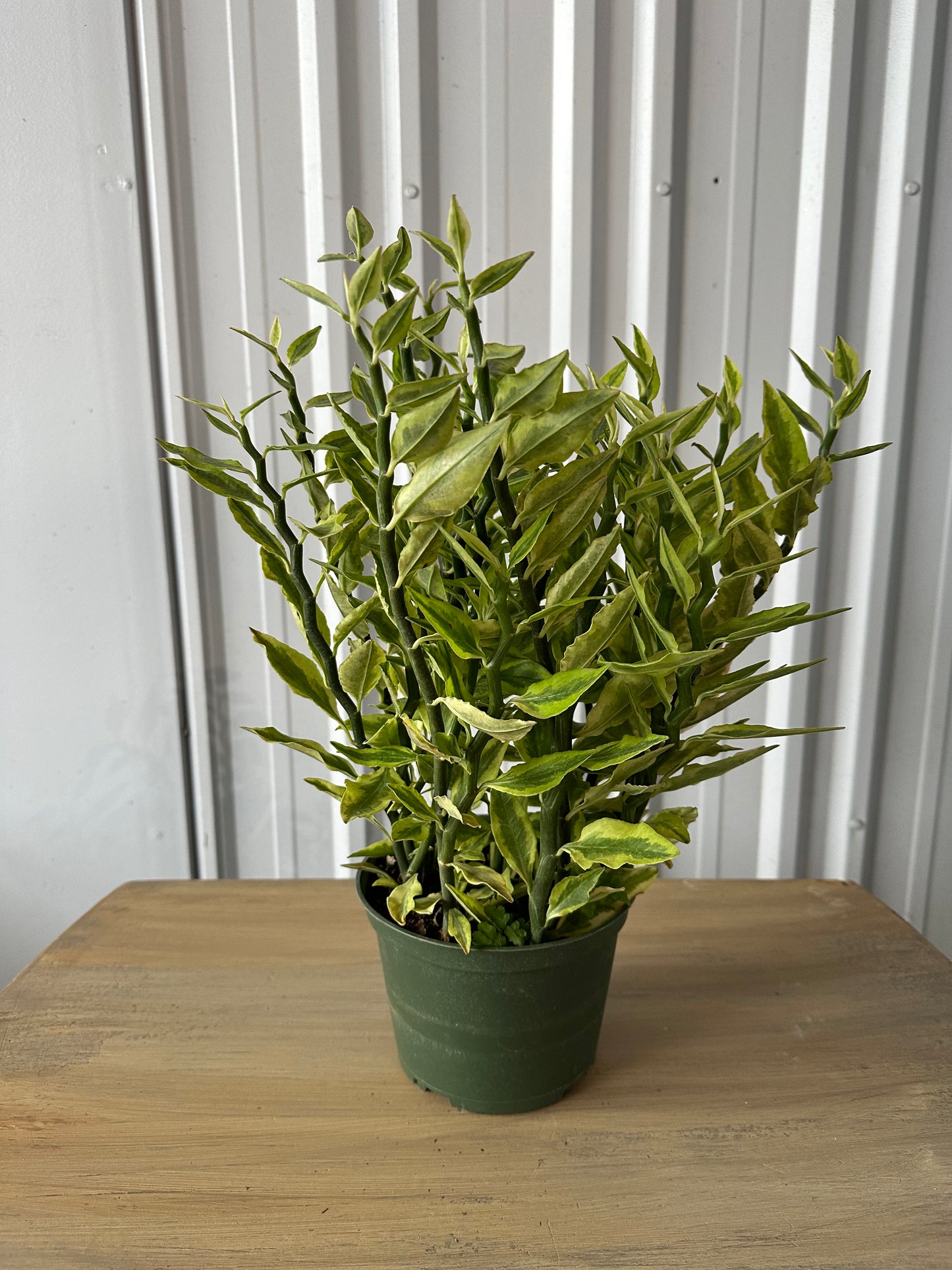 6'' Pedilanthus Tith Variegated