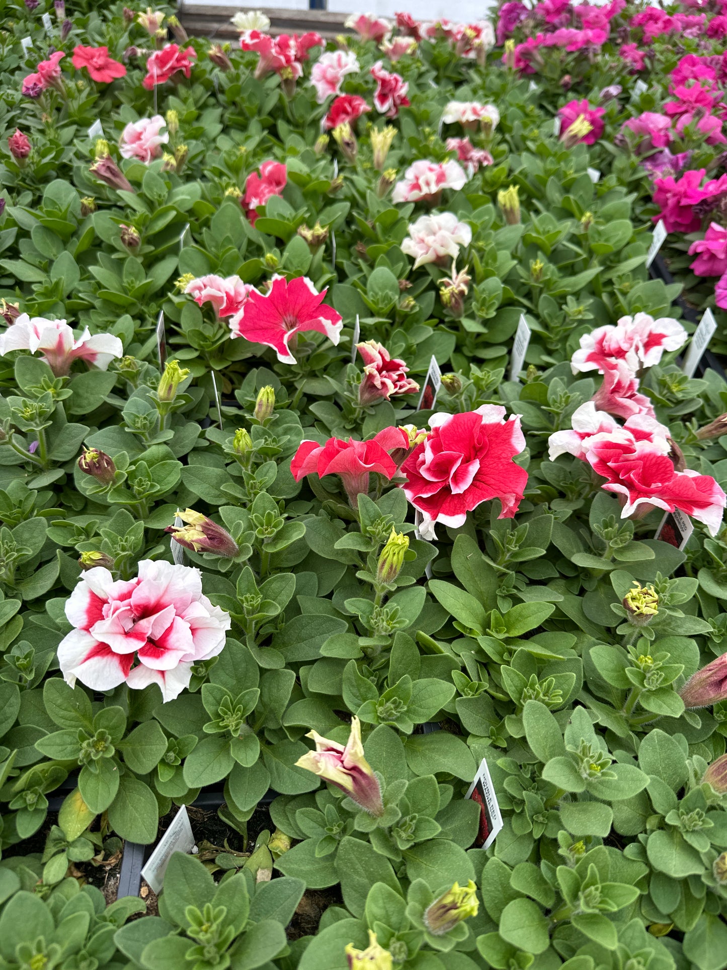 PETUNIA DOUBLE PIROUETTE RED - FLAT OF 48 PLANTS