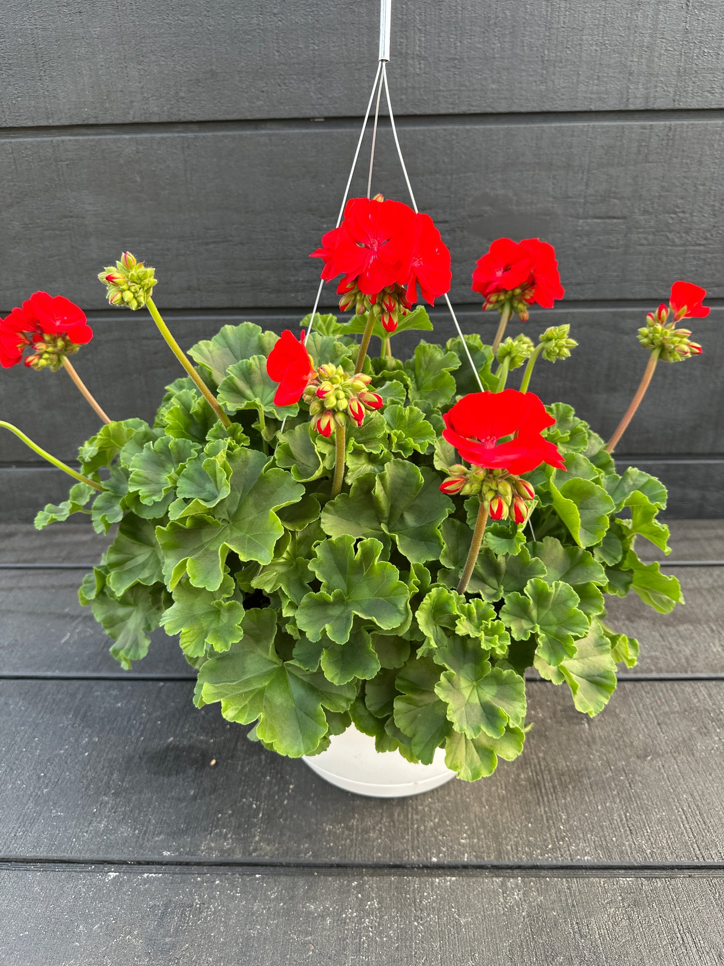 GERANIUM DYNAMO RED - 10" HANGING BASKET