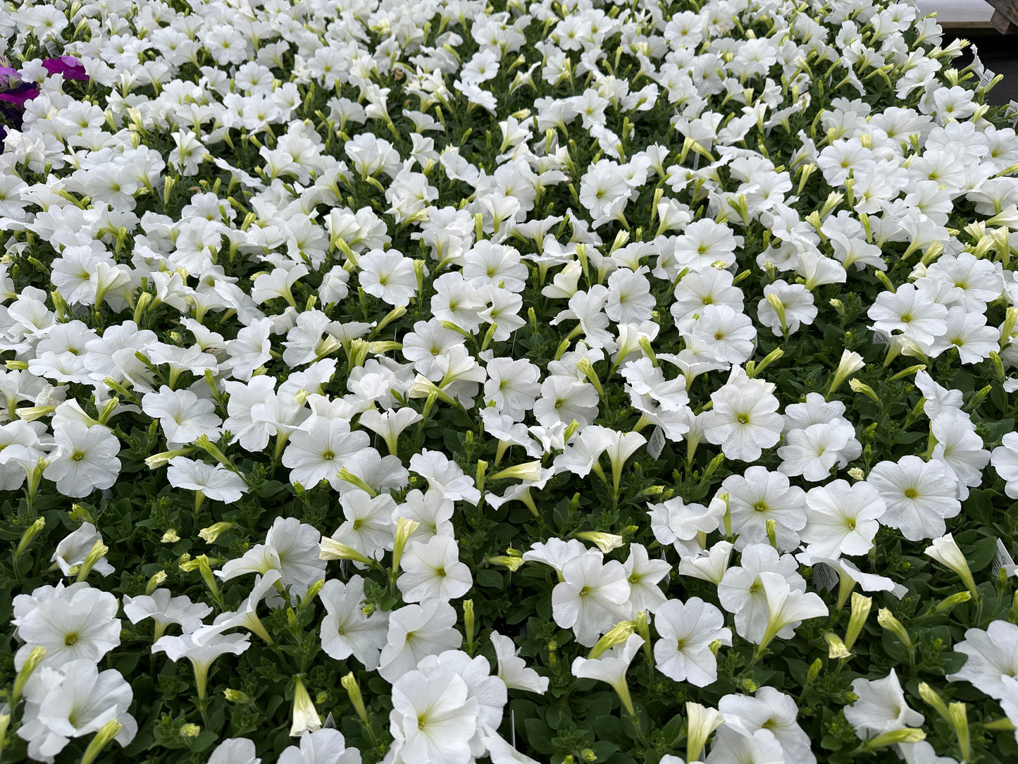 PETUNIA MADNESS WHITE - FLAT OF 48 PLANTS
