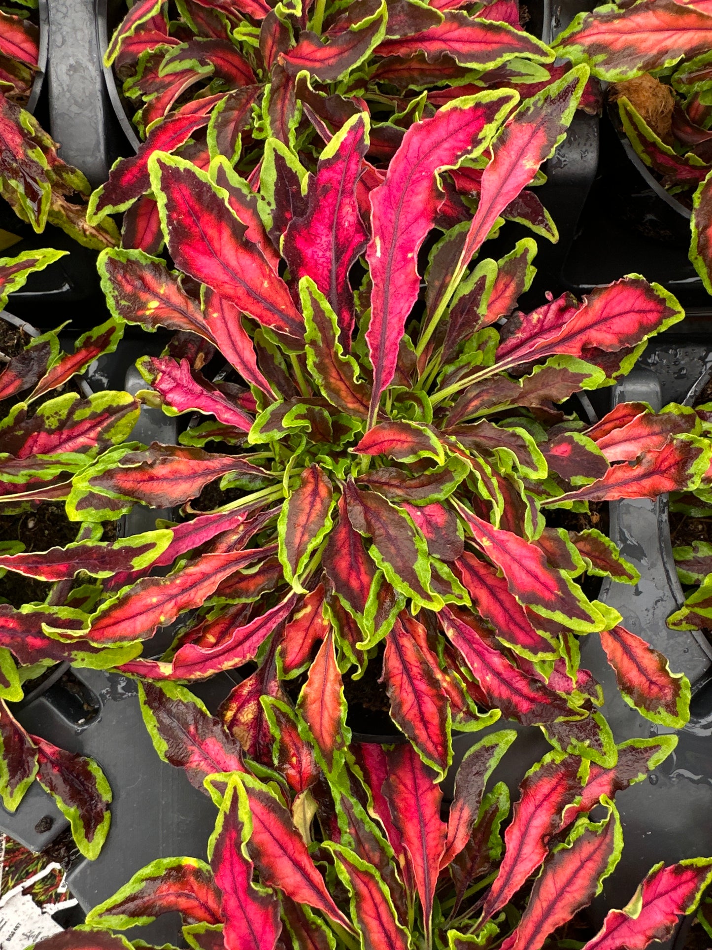 COLEUS MICROBLAZE SPITFIRE - 4" POT