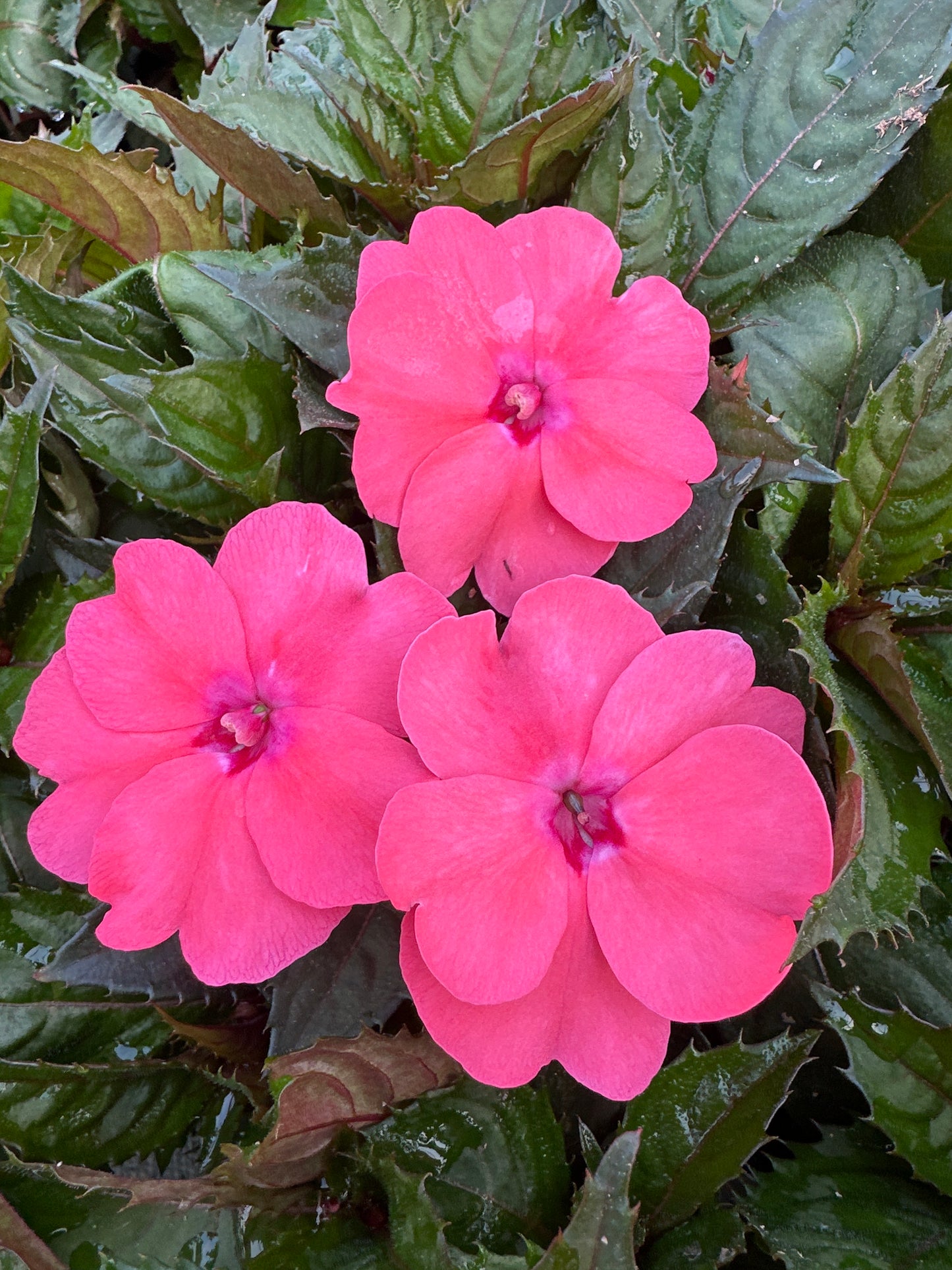 SUNPATIENS COMPACT CORAL PINK - 4" POT