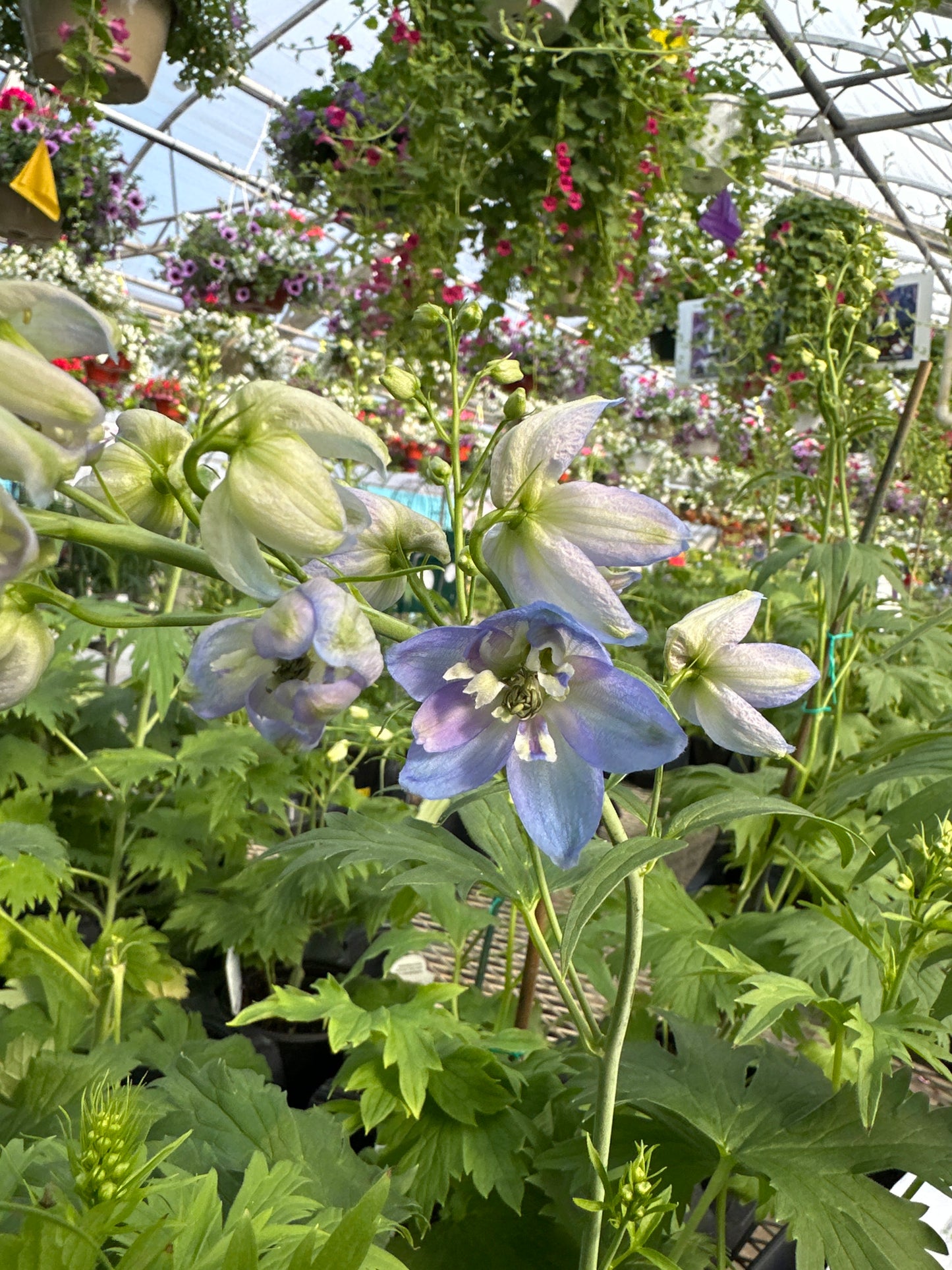 DELPHINIUM DELPHINA LIGHT BLUE WHITE BEE - QUART POT