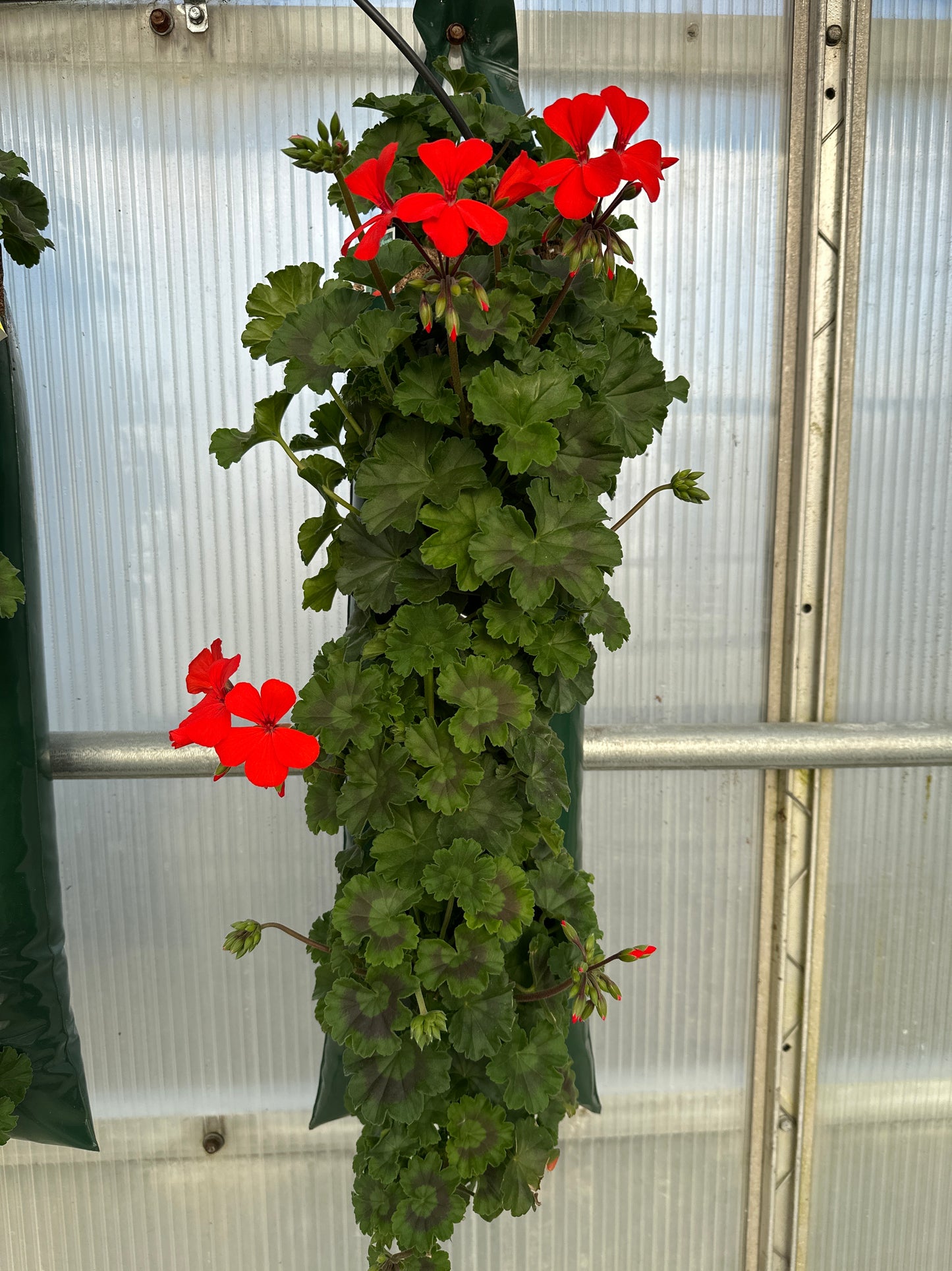 GERANIUM CALLIENTE ORANGE - FLOWER BAG
