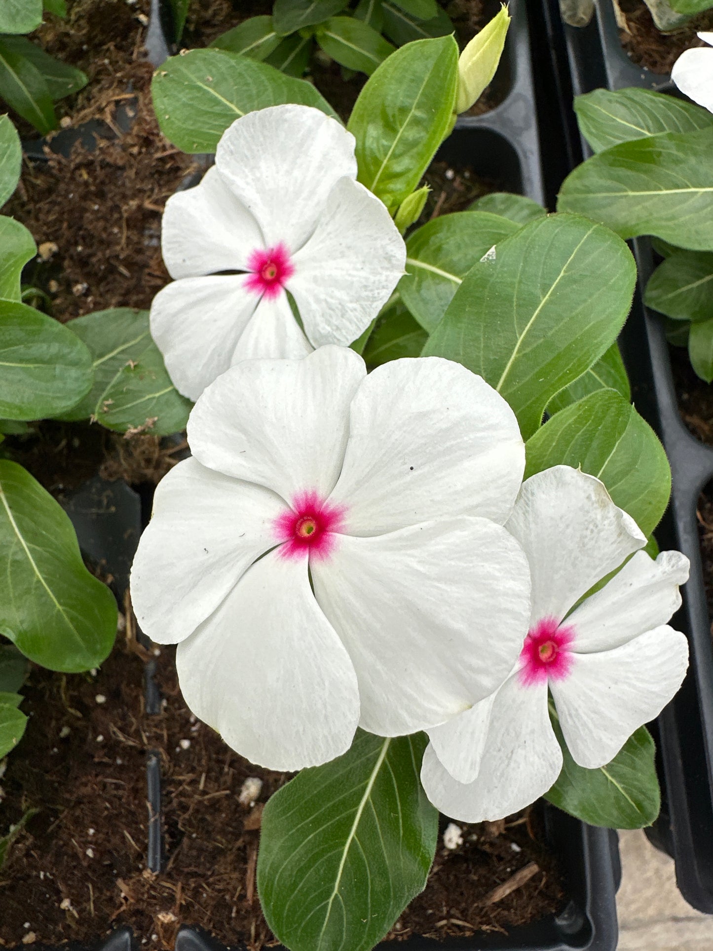 PERIWINKLE VINCA TITAN POLKA DOT - JUMBO 6 PACK