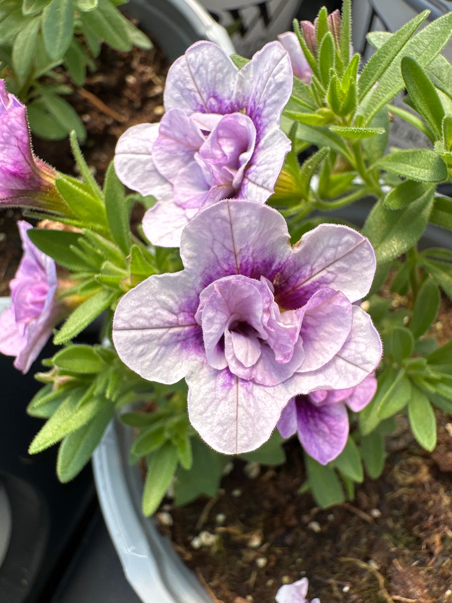 CALIBRACHOA SUPERBELLS DOUBLE TWILIGHT - QUART POT