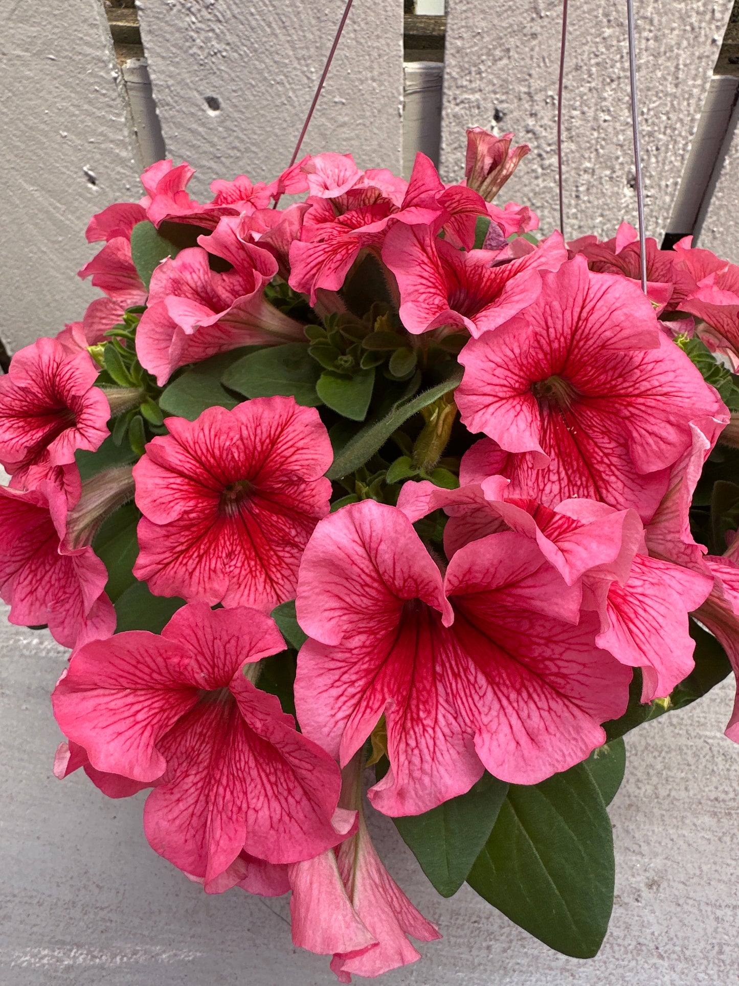 PETUNIA PRETTY GRAND SUMMER - 8" HANGING BASKET