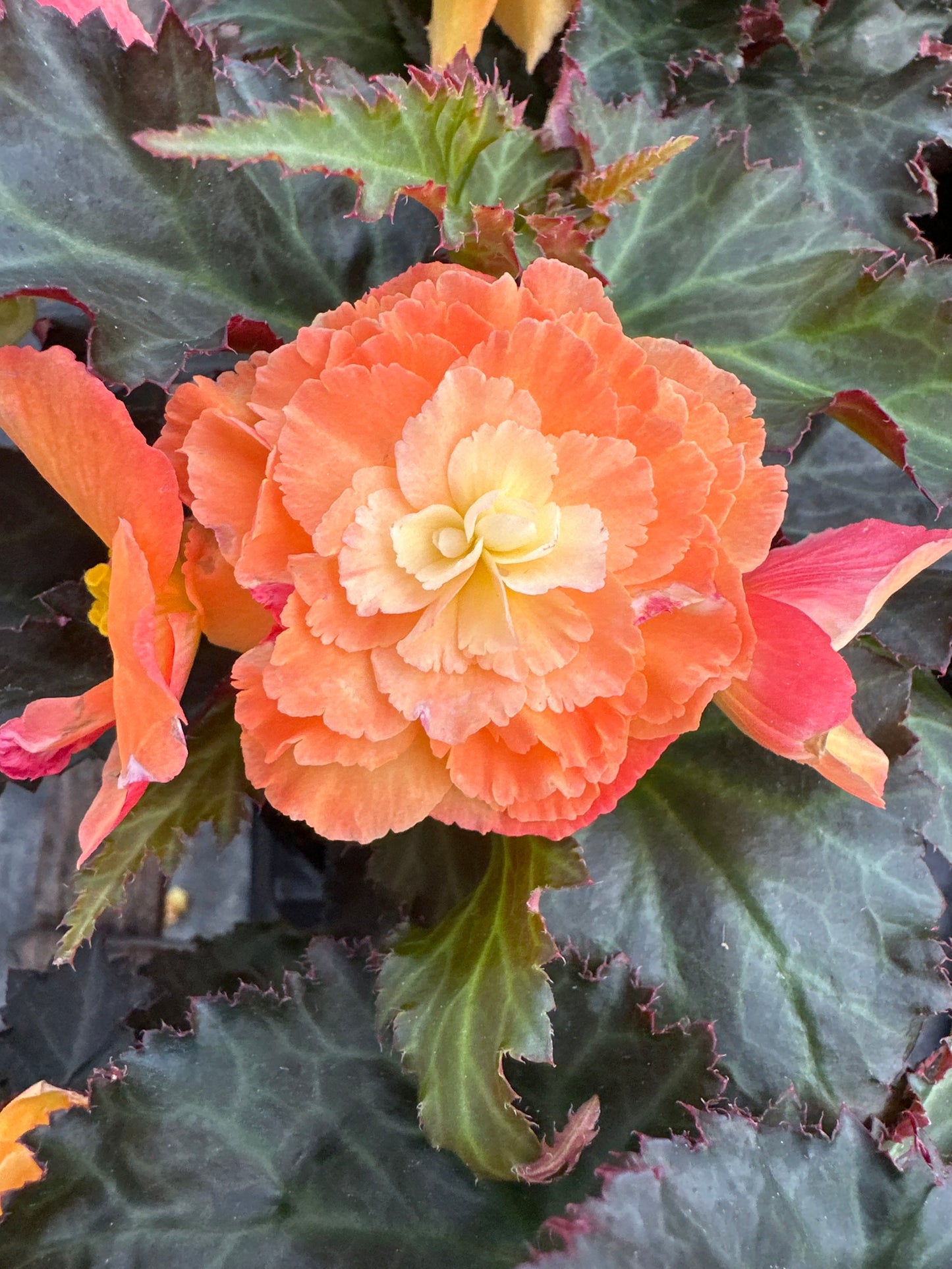 BEGONIA ICONIA PORTOFINO SUNRISE - 4" POT