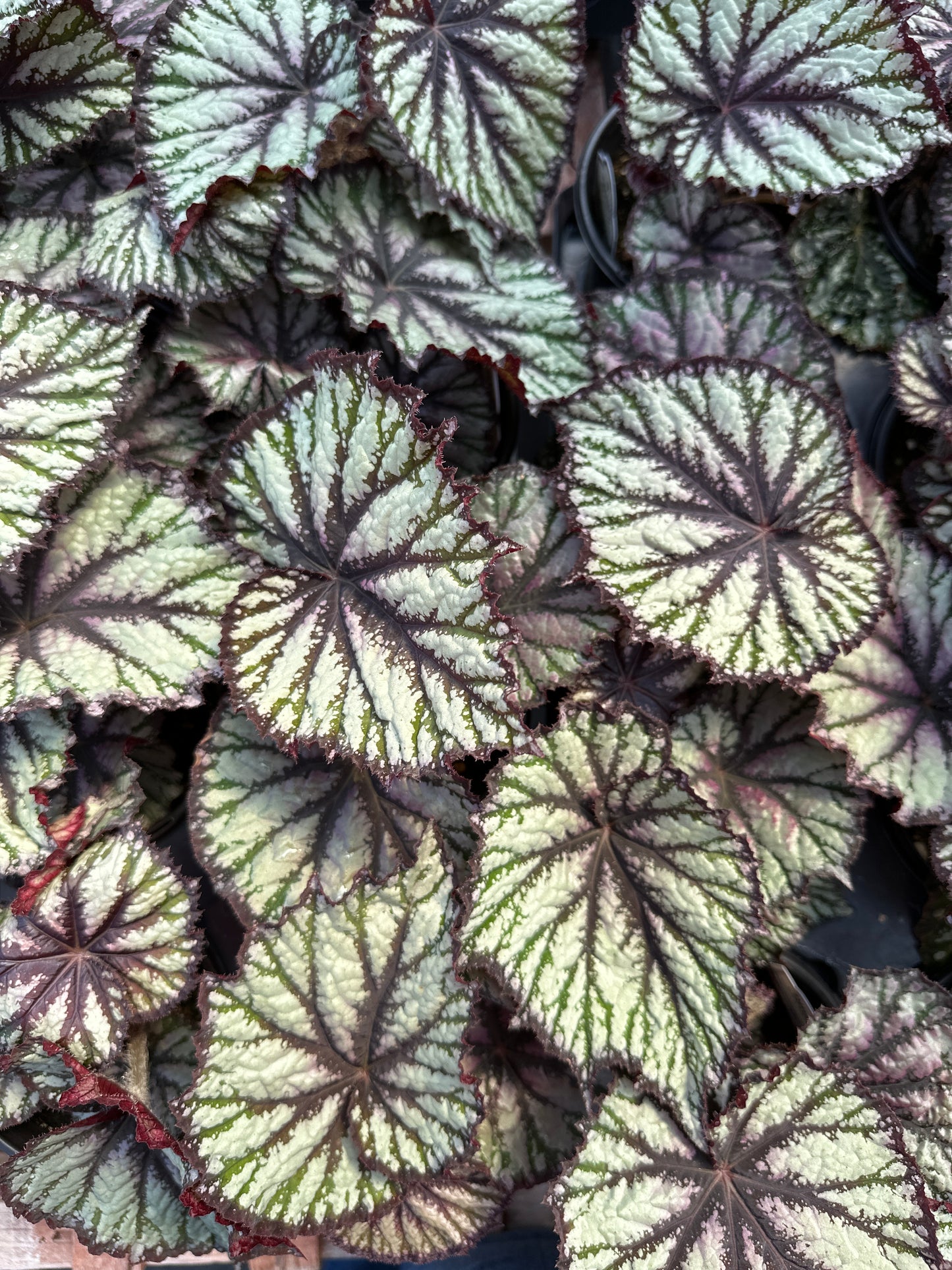 BEGONIA REX JURASSIC REPTILE - QUART POT