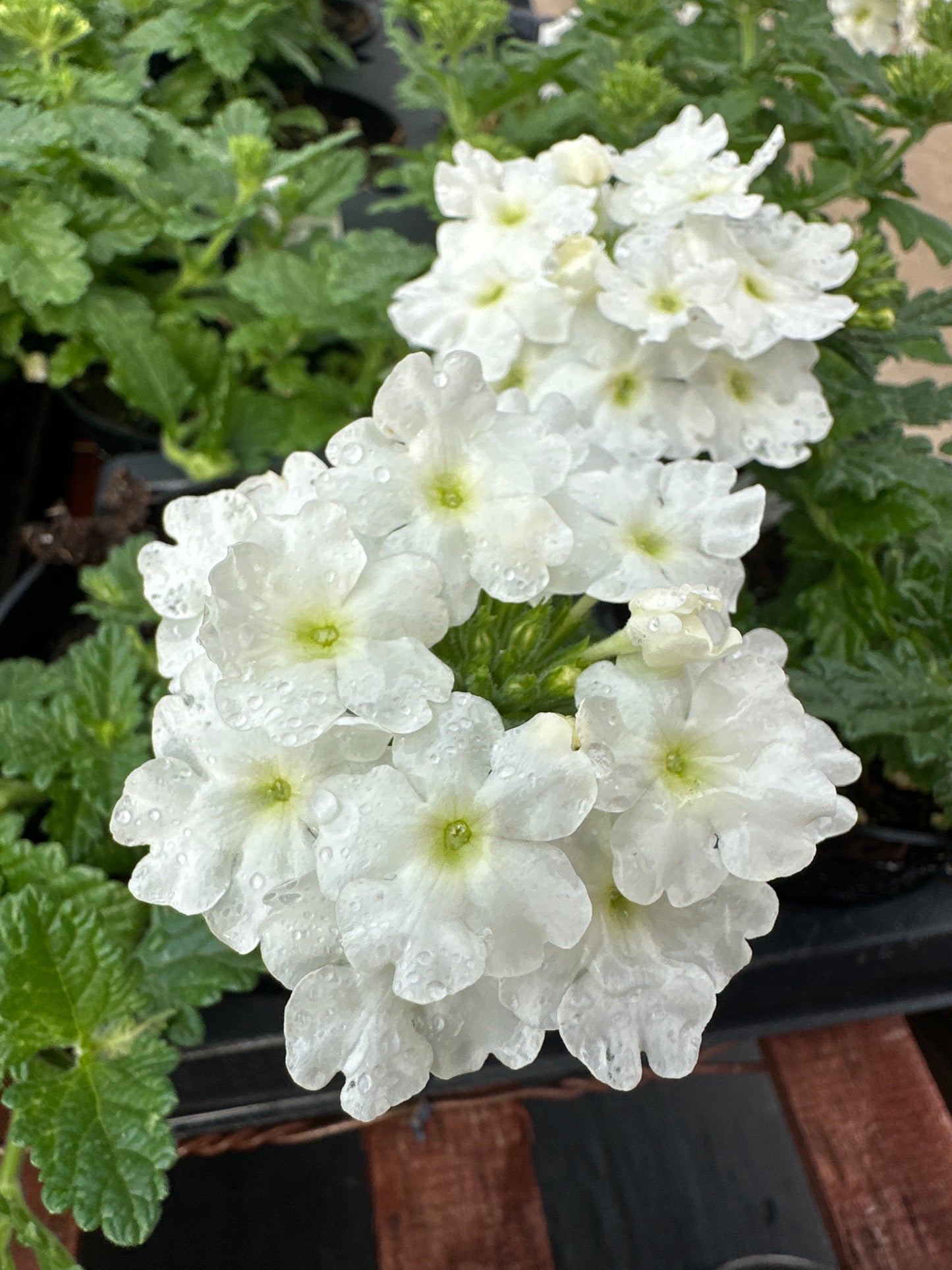 VERBENA EMPRESS WHITE - 4'' POT