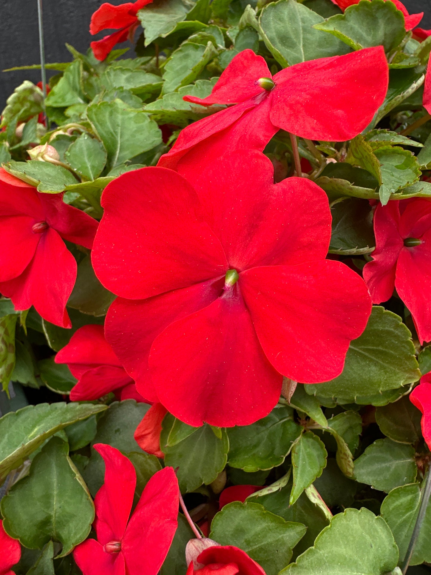 IMPATIENS BEACON BRIGHT RED - 10" HANGING BASKET