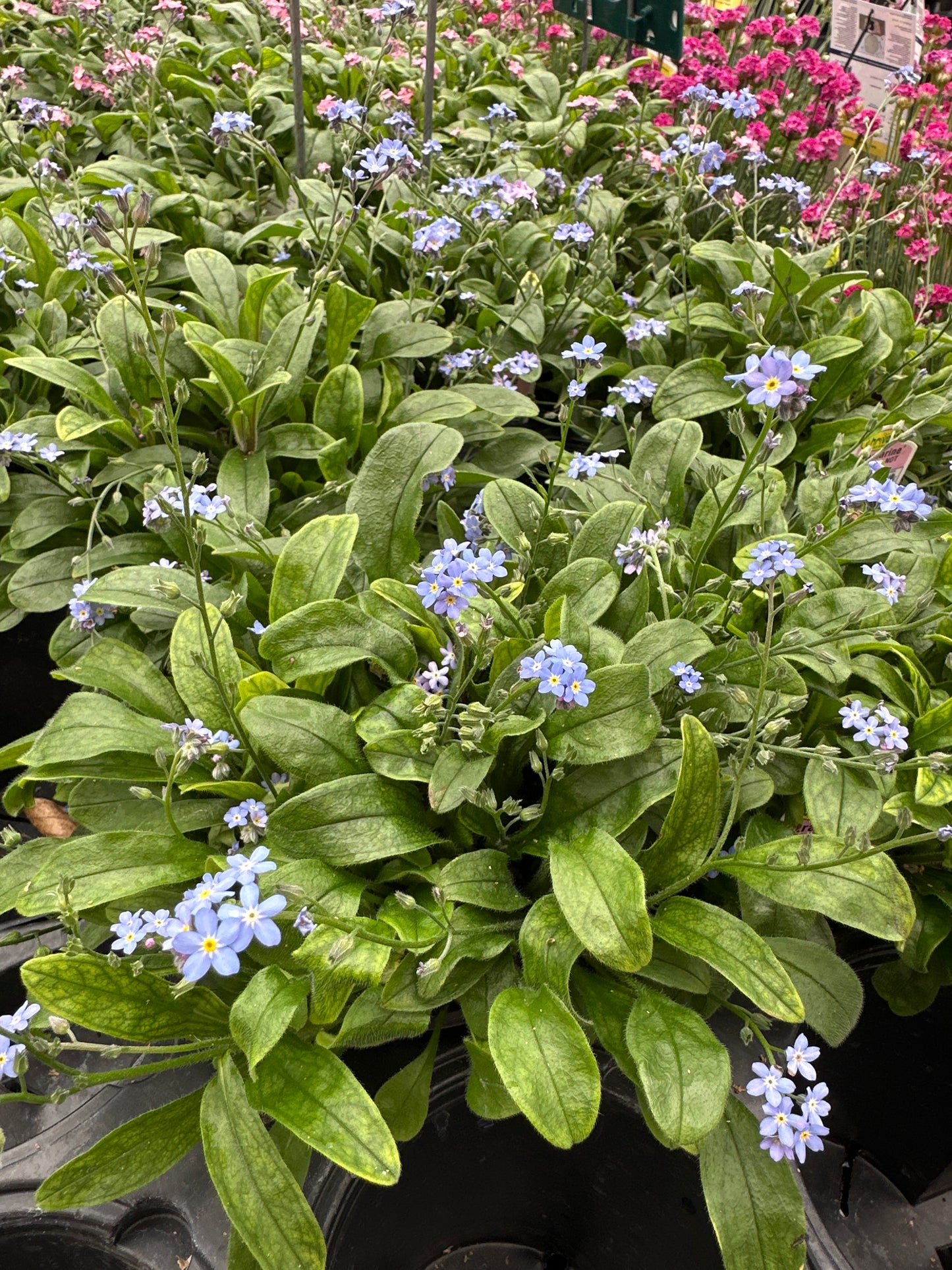 MYOSOTIS FORGET ME NOT ULTRAMARINE - QUART POT