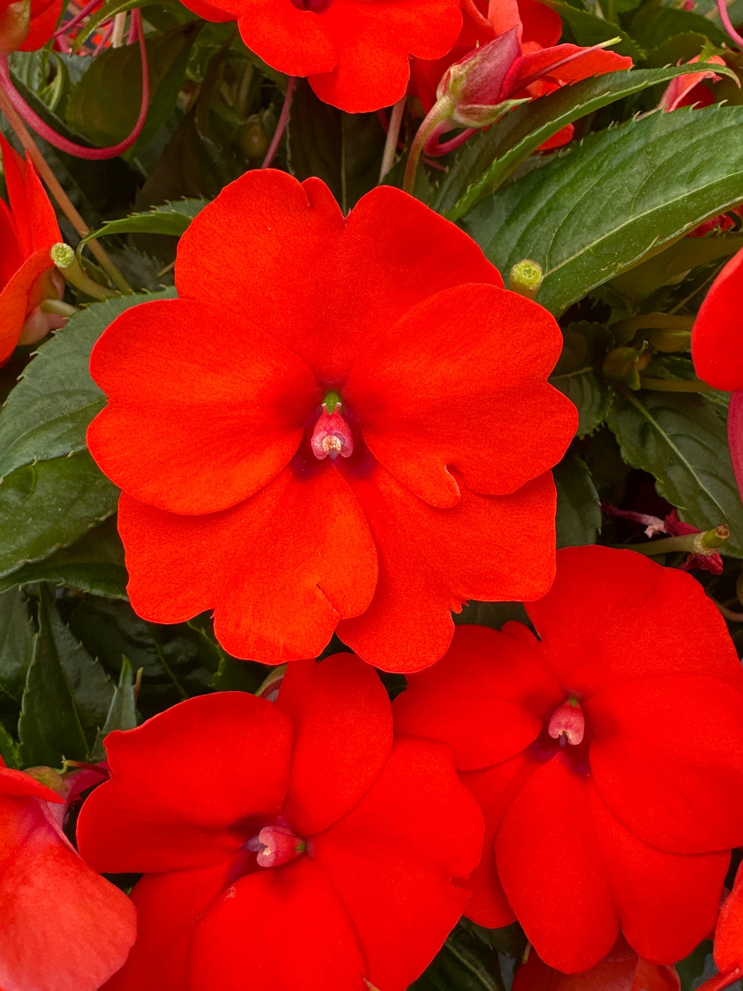 SUNPATIENS COMPACT ELECTRIC ORANGE - 10" HANGING BASKET