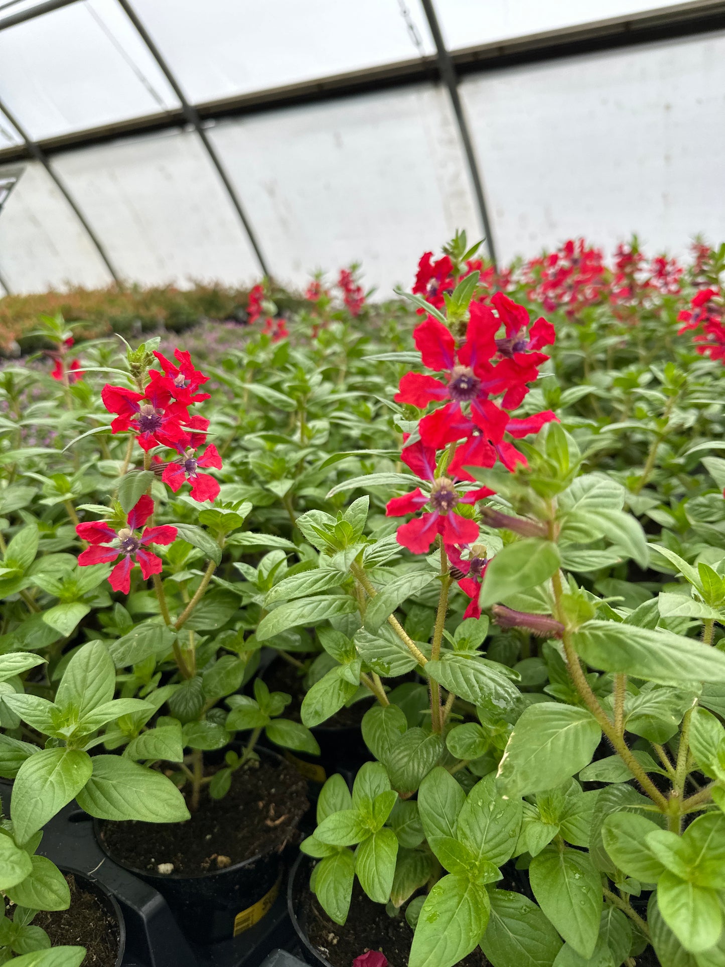 CUPHEA SWEET TALK RED - 4" POT