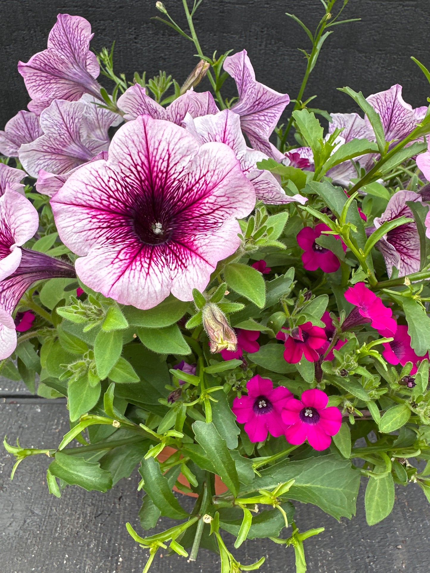 COMBO #46 - 8" POT