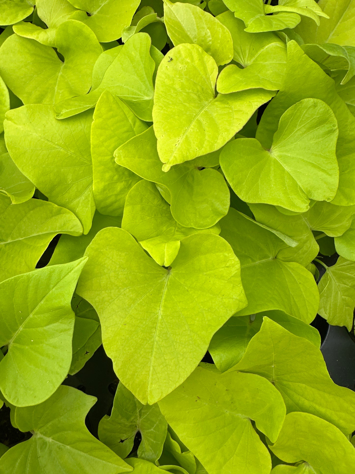 IPOMOEA SWEET POTATO MARGUERITE - 4" POT