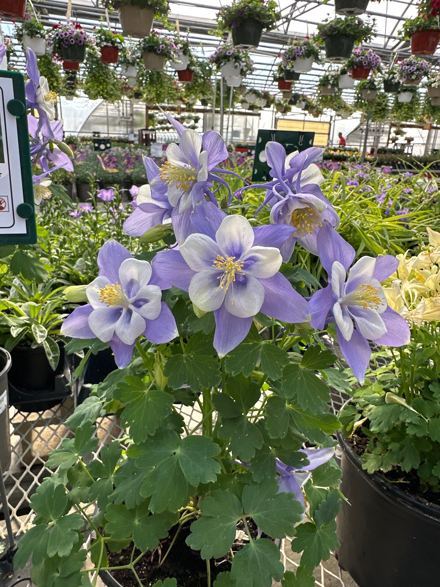 AQUILEGIA EARLY BIRD BLUE WHITE - QUART POT