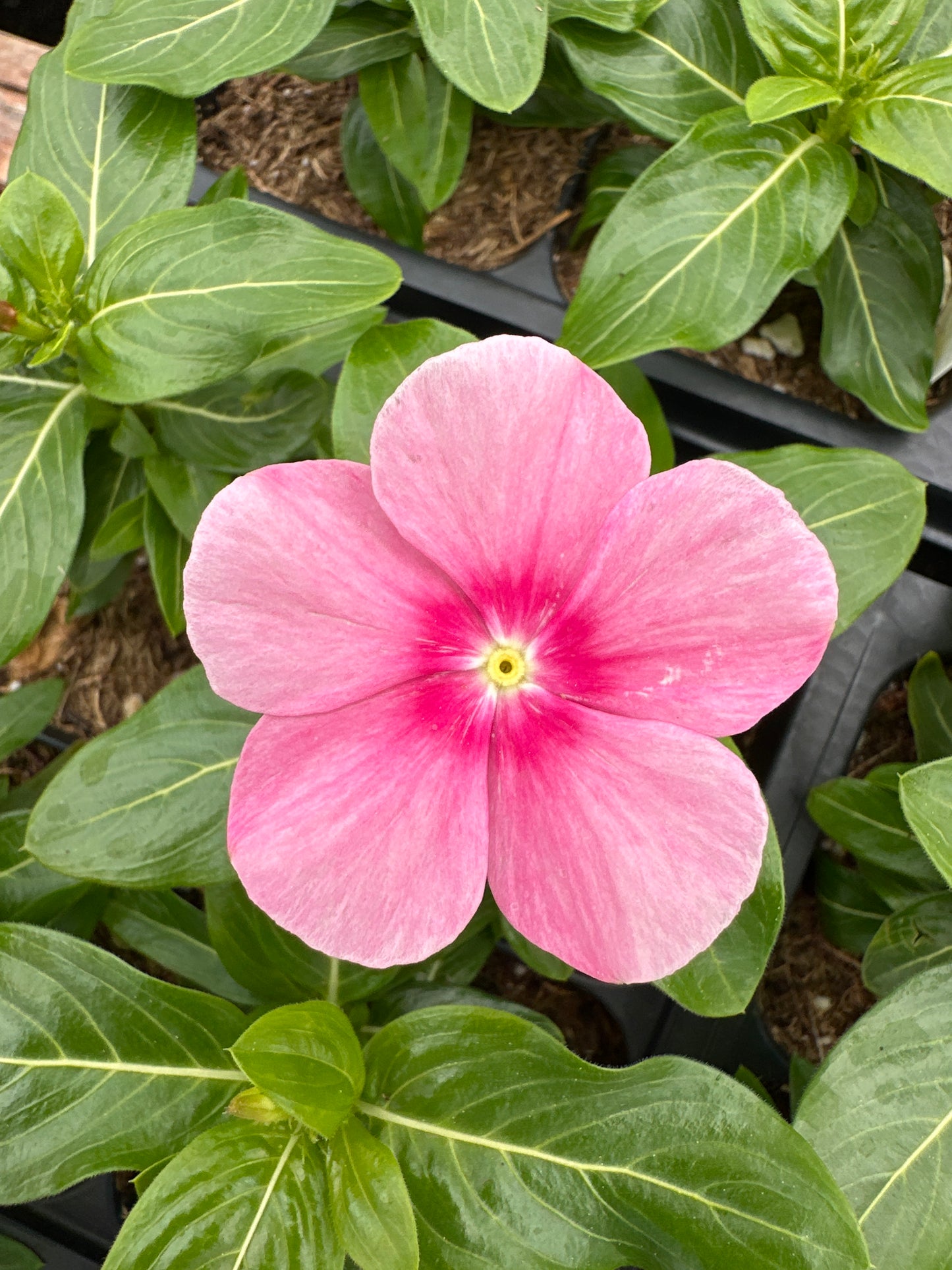 PERIWINKLE VINCA CORA CASCADE SHELL PINK - FLAT OF 32 PLANTS