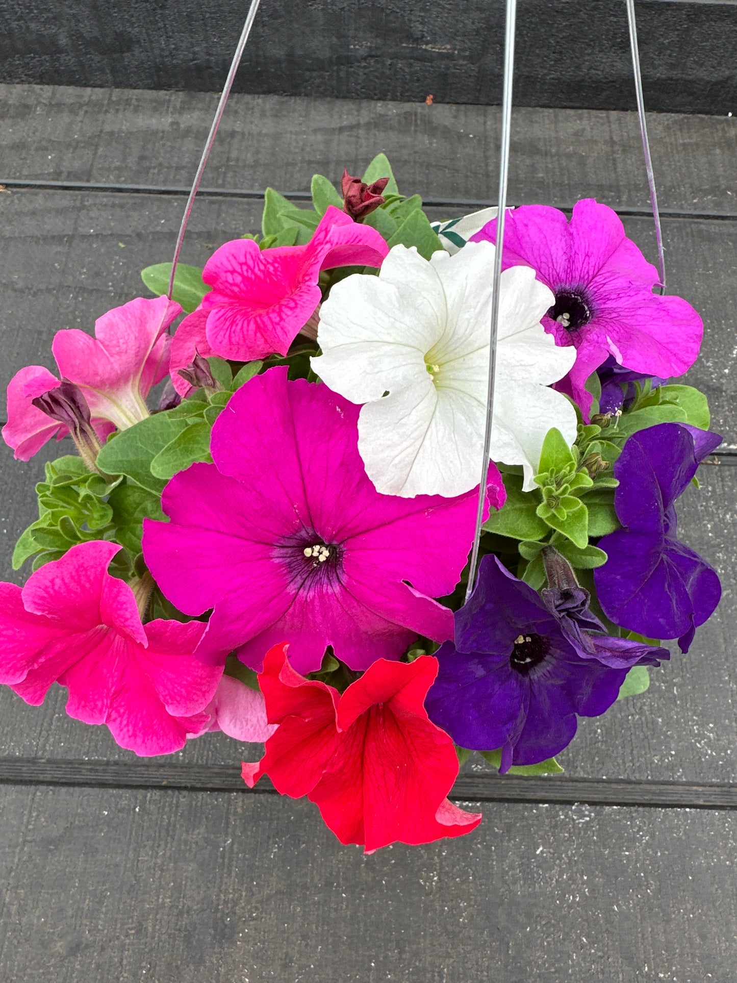 PETUNIA PRETTY GRAND MIX - 8'' HANGING BASKET