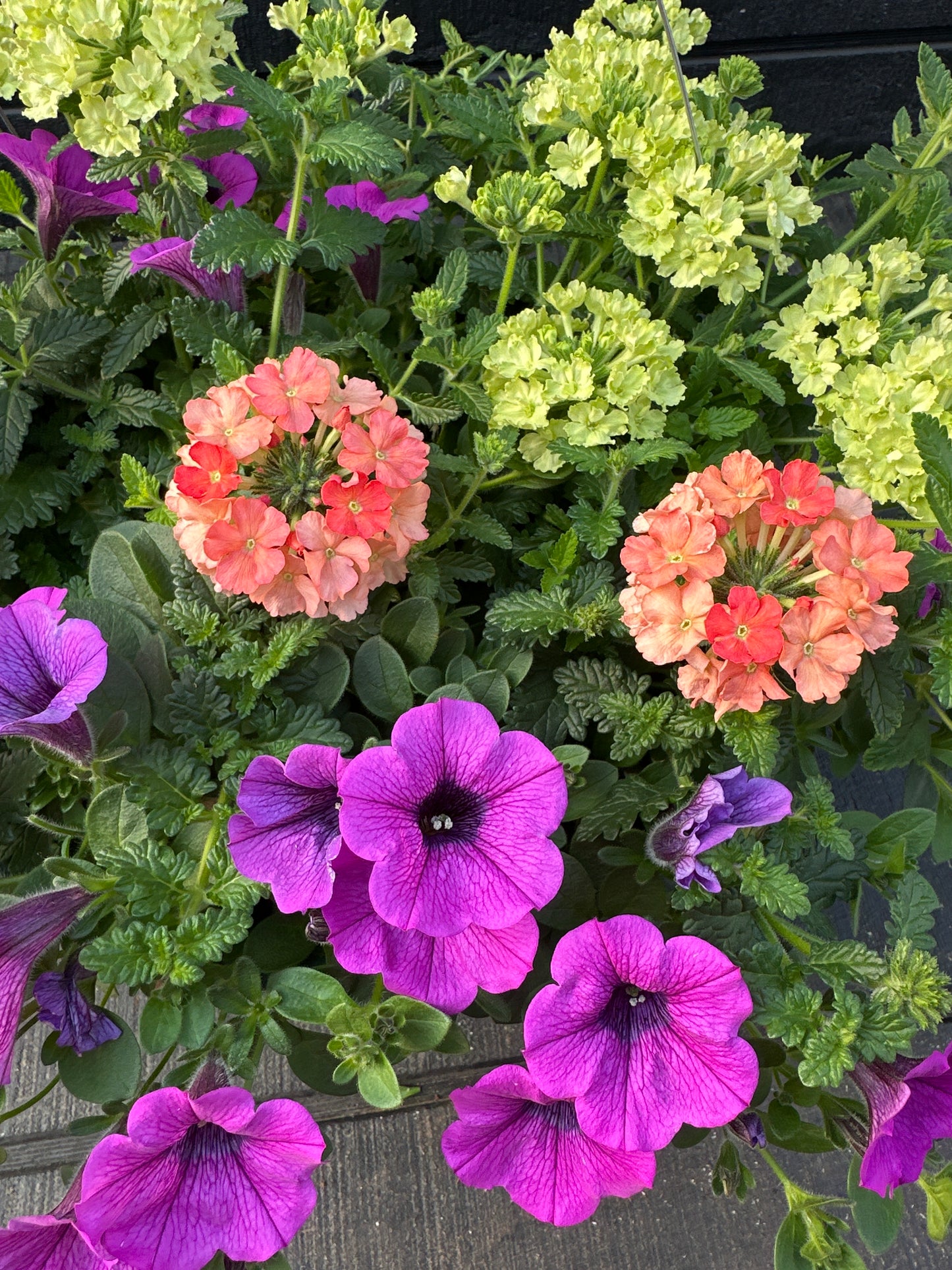 COMBO MAI TAI - 10'' HANGING BASKET