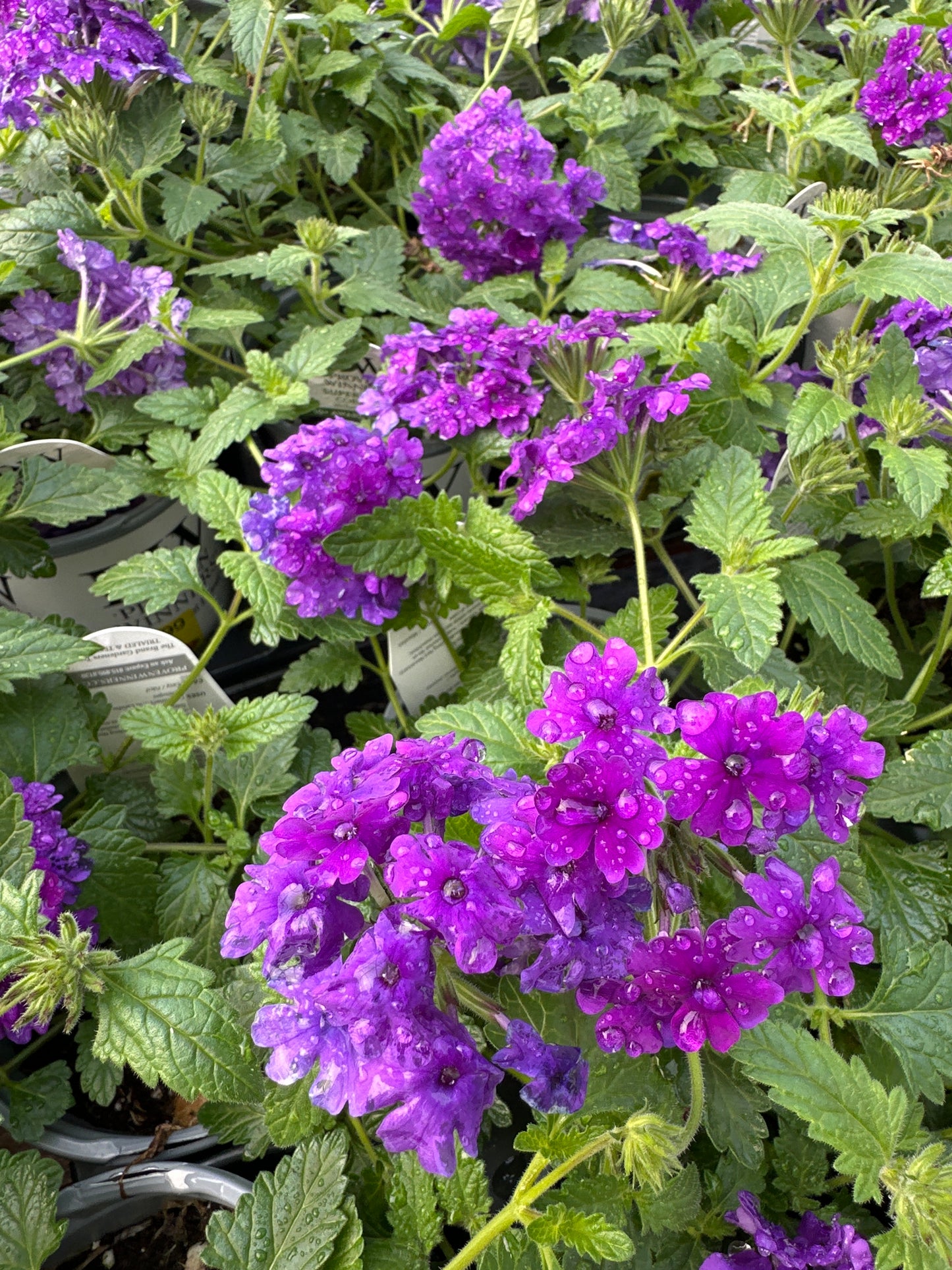 VERBENA SUPERBENA COBALT BLUE - QUART POT