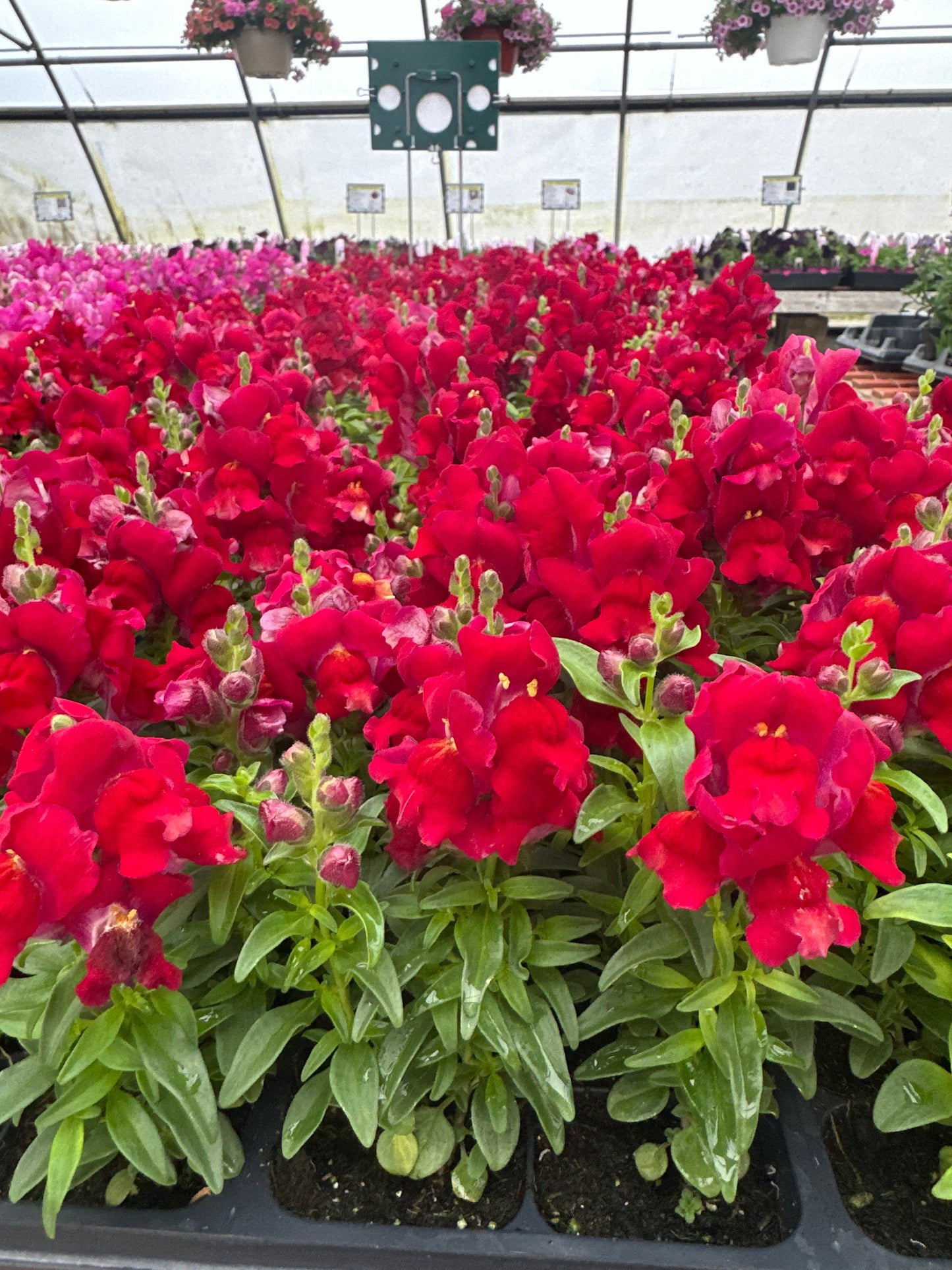 SNAPDRAGON SNAPSHOT RED - FLAT OF 48 PLANTS