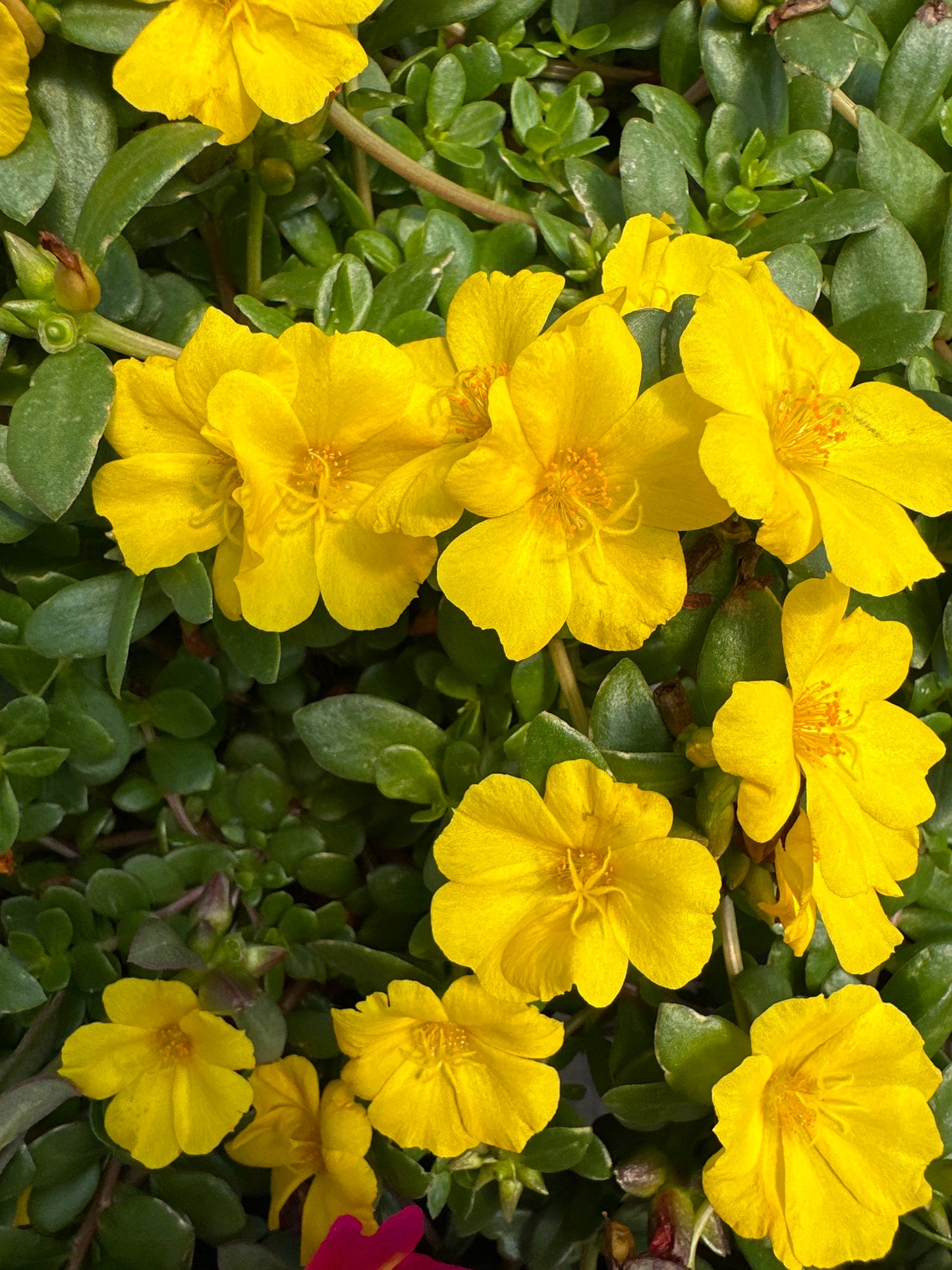 PORTULACA MEGA PAZZAZ GOLD - 4" POT