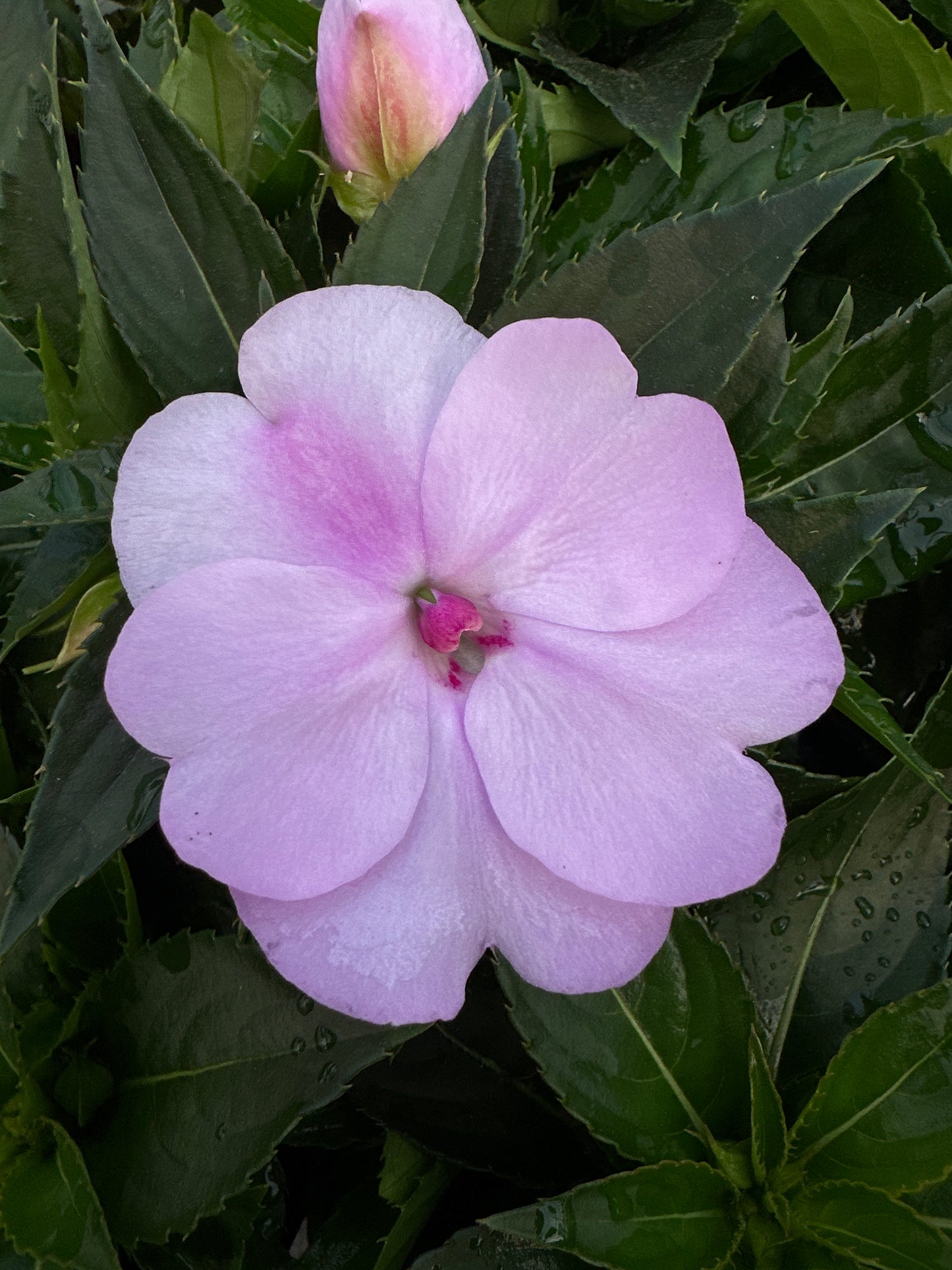 SUNPATIENS COMPACT ORCHID - 4" POT