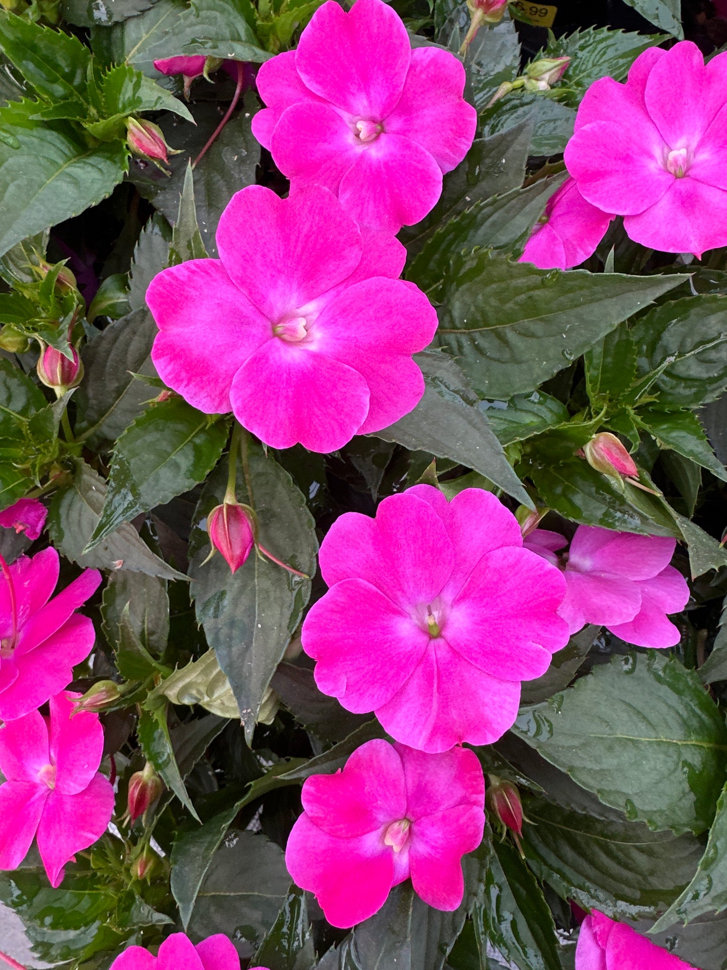 SUNPATIENS COMPACT HOT PINK - 4" POT