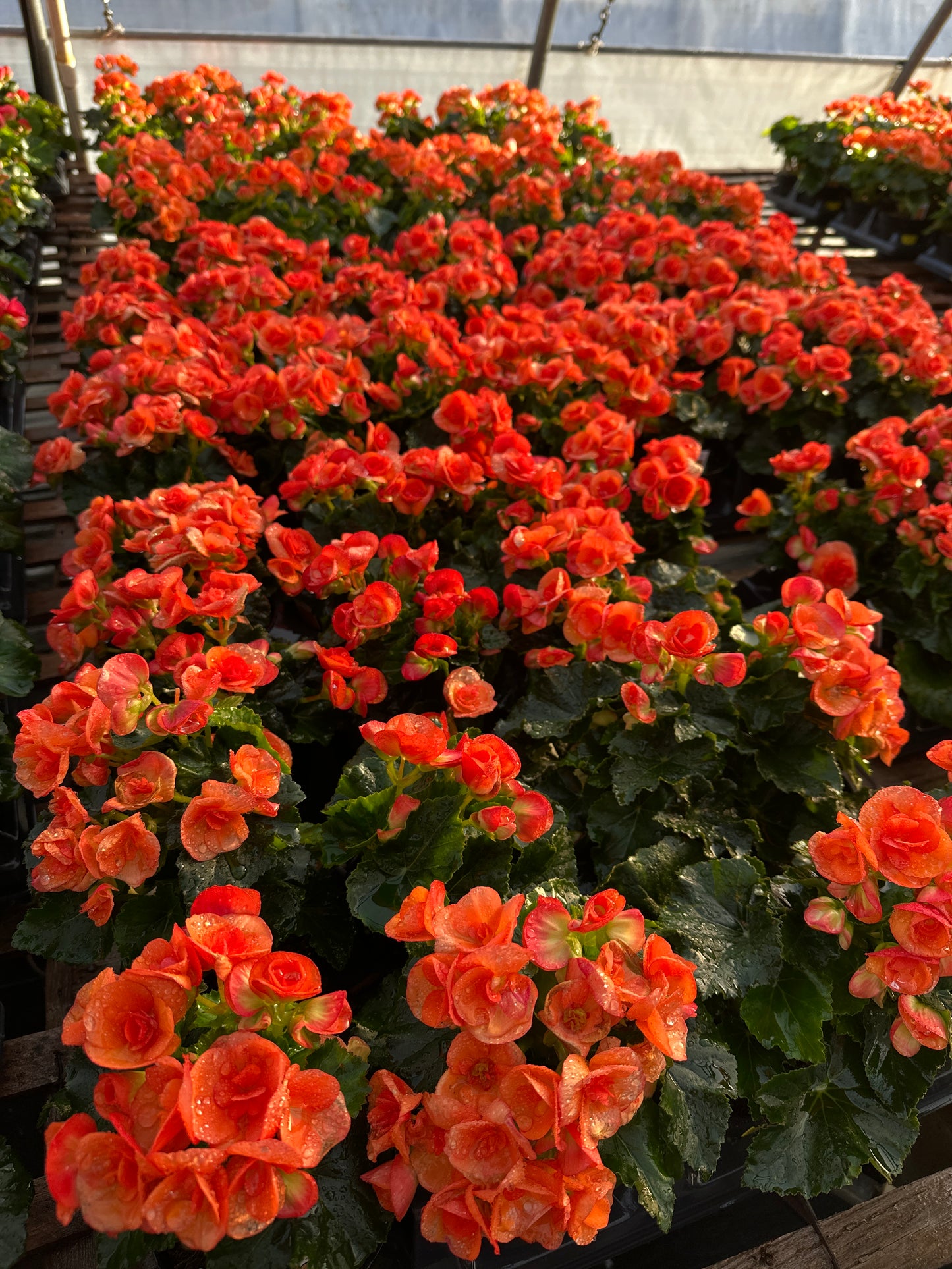 BEGONIA REIGER DARK BRITT - 4" POT