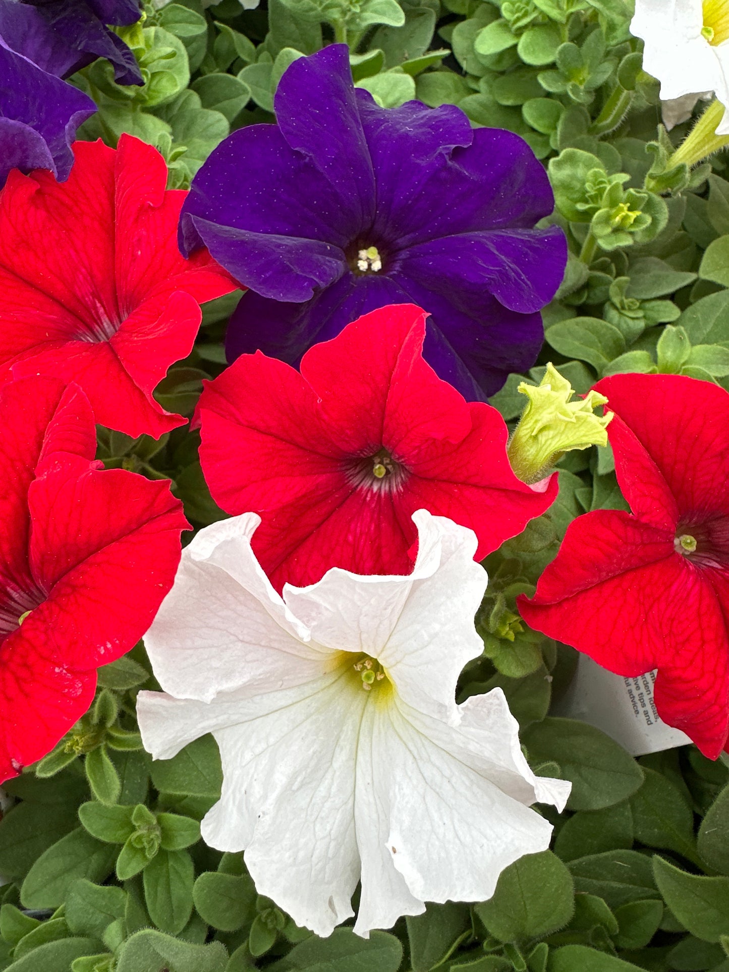 PETUNIA DREAMS PATRIOT MIX - FLAT OF 48 PLANTS