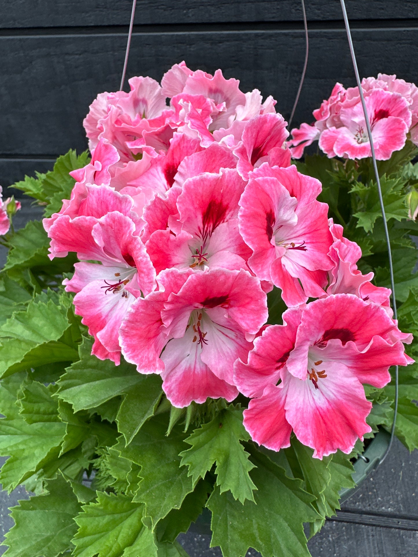 GERANIUM MARTHA WASHINGTON ELEGANCE SUNRISE - 10" HANGING BASKET