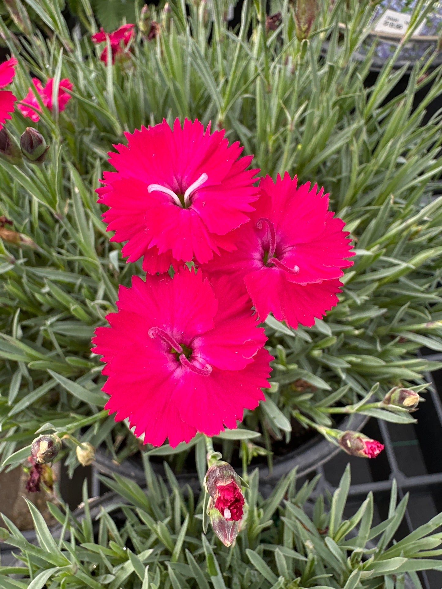DIANTHUS 'PAINT THE TOWN RED' PW