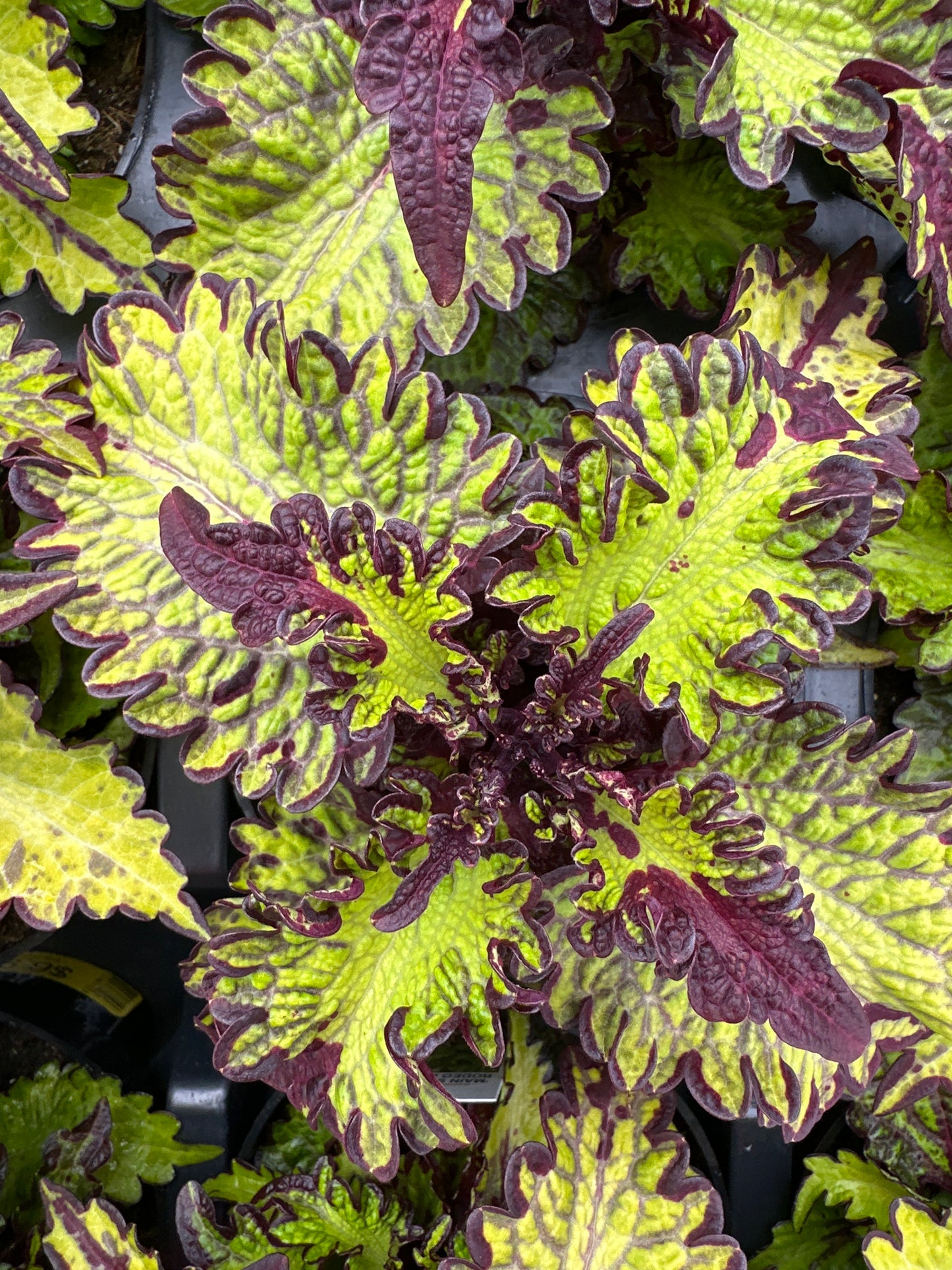COLEUS MAINSTREET RODEO DRIVE - 4" POT