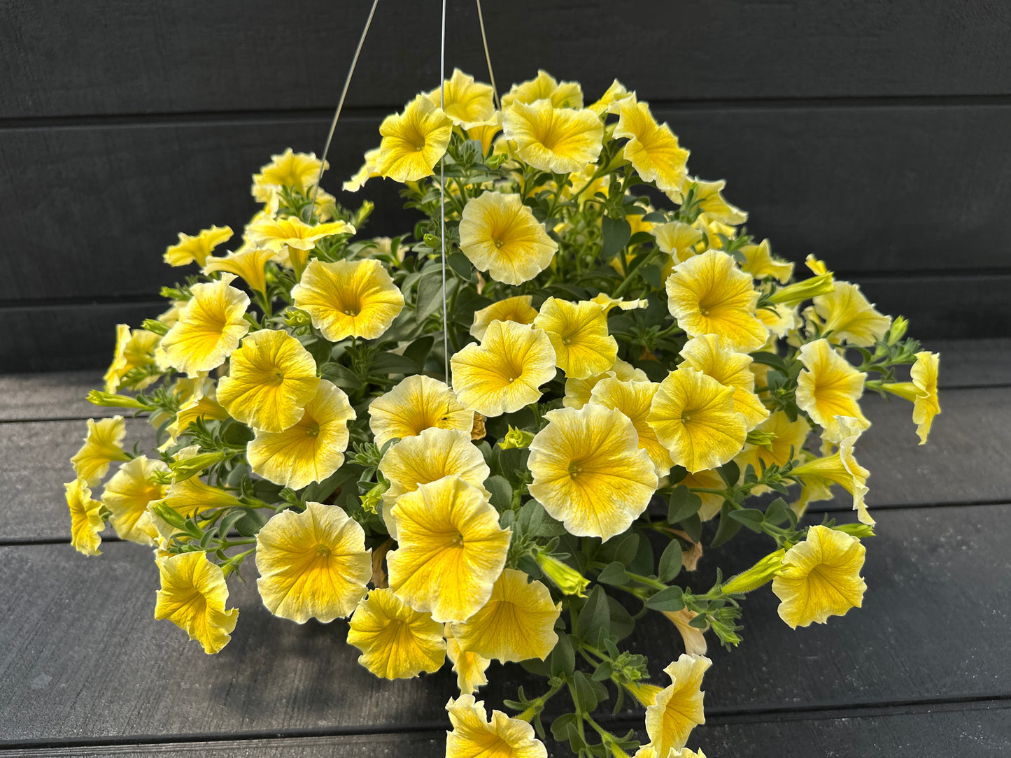 PETUNIA BEE'S KNEES - 10'' HANGING BASKET