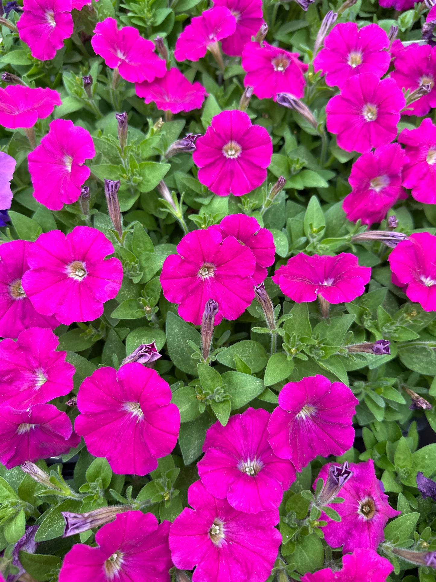 PETUNIA PICOBELLA CARMINE - FLAT OF 48 PLANTS