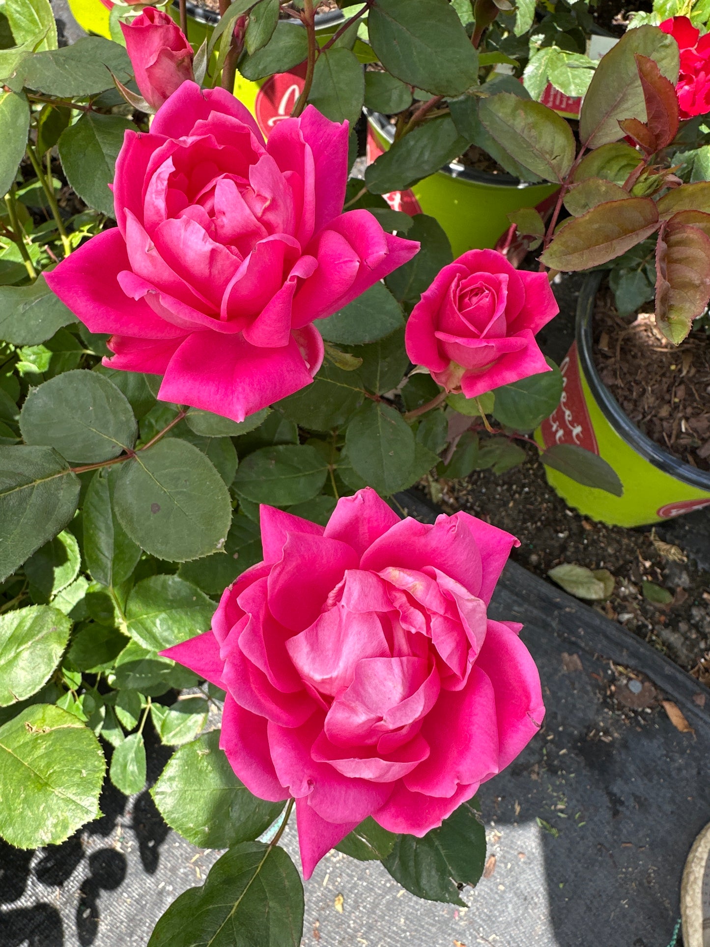 ROSE K.O. 'DBL PINK KNOCKOUT'