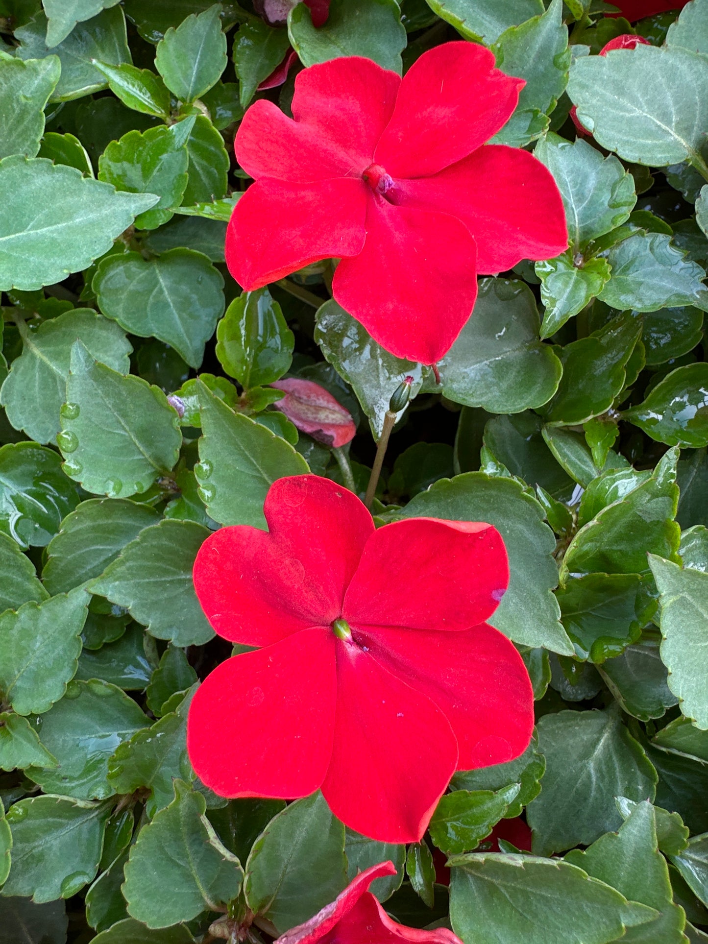 IMPATIENS BEACON BRIGHT RED - FLAT OF 32 PLANTS