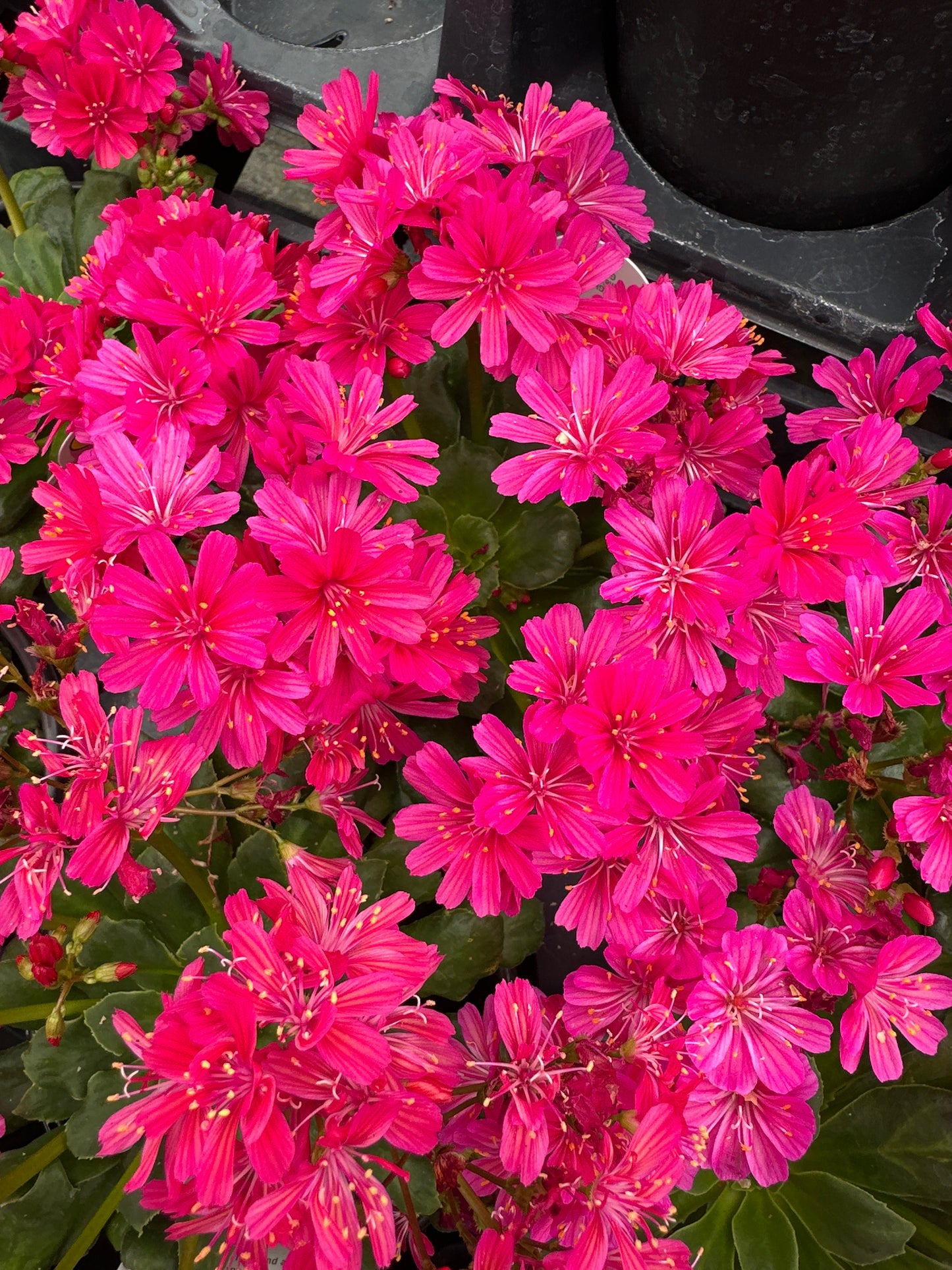 LEWISIA ELISE RUBY RED - QUART POT