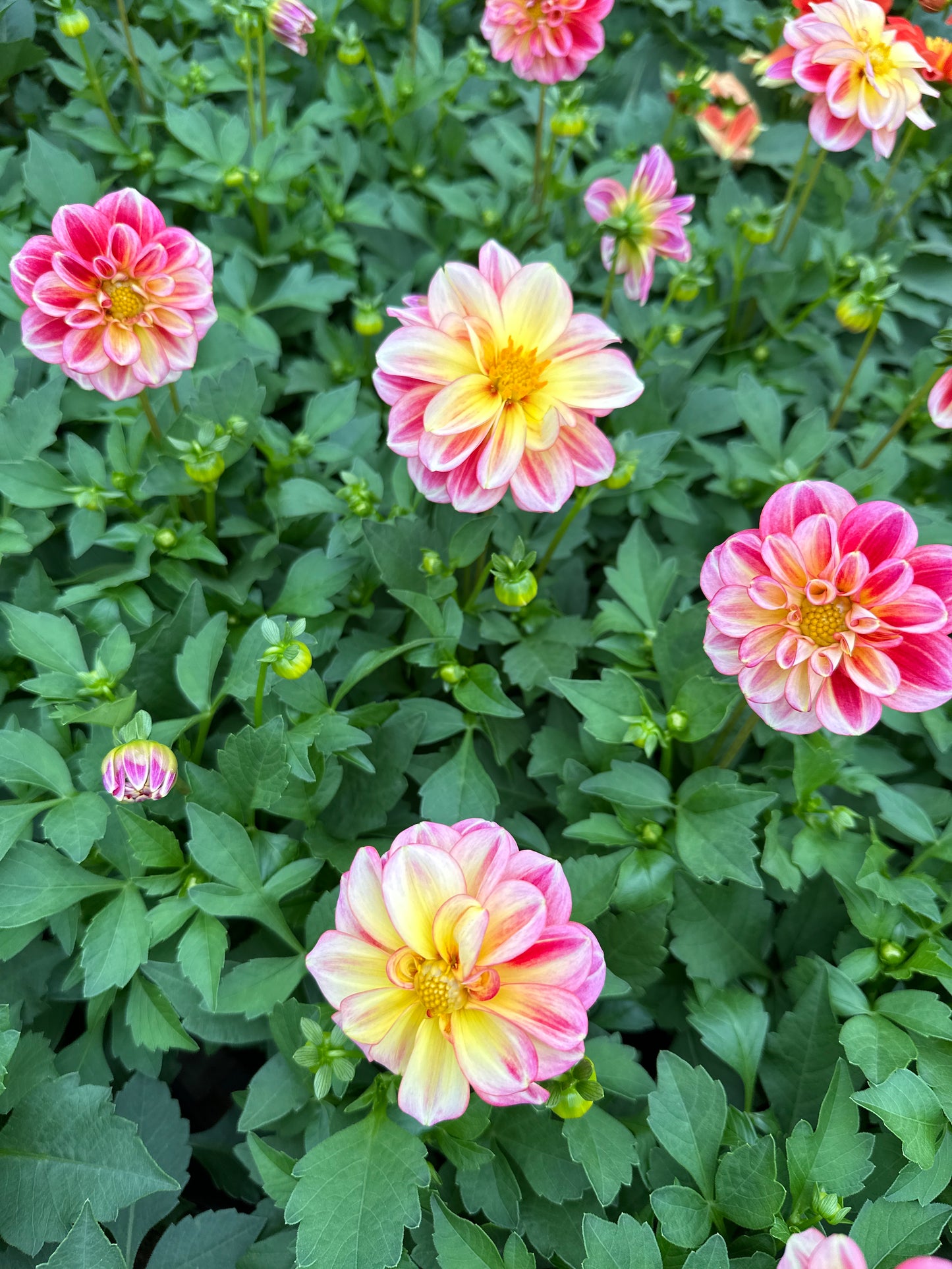 DAHLIA DALAYA PINK LEMON - QUART POT