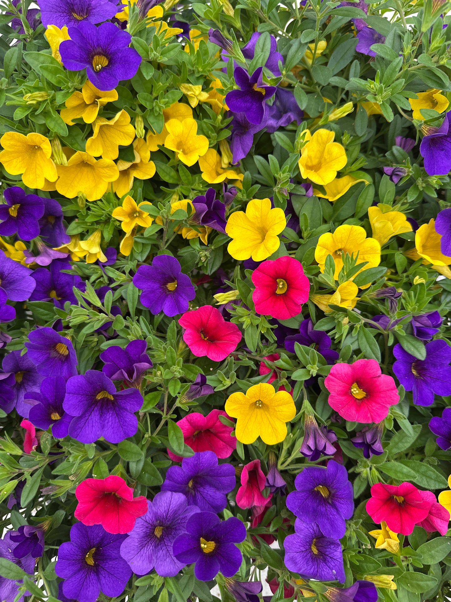 COMBO SUNDANCE - 6'' POT