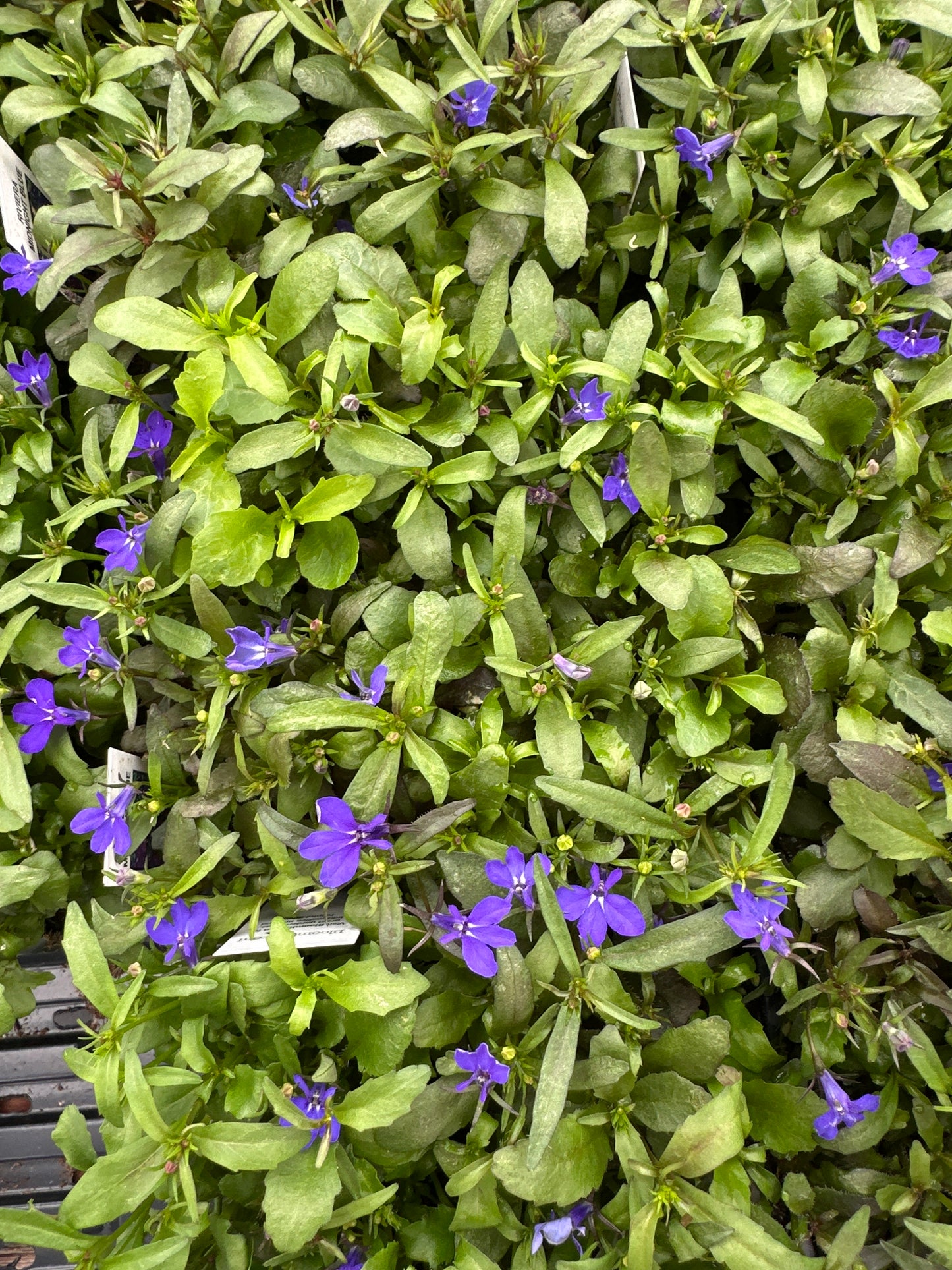 LOBELIA RIVIERA MIDNIGHT BLUE - FLAT OF 48 PLANTS