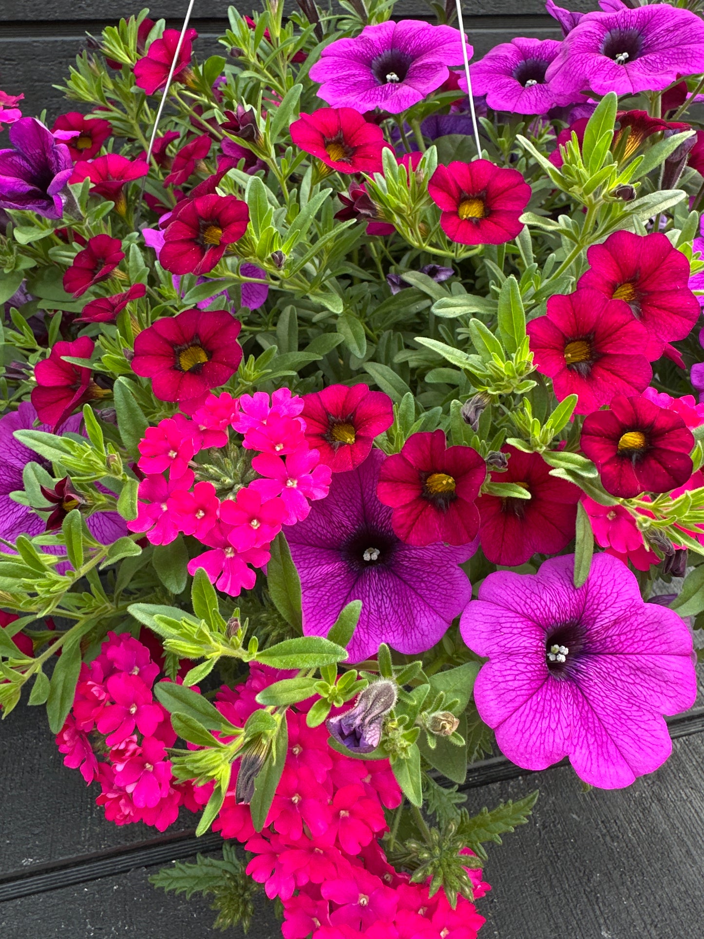 COMBO MERMAID TAILS - 10" HANGING BASKET