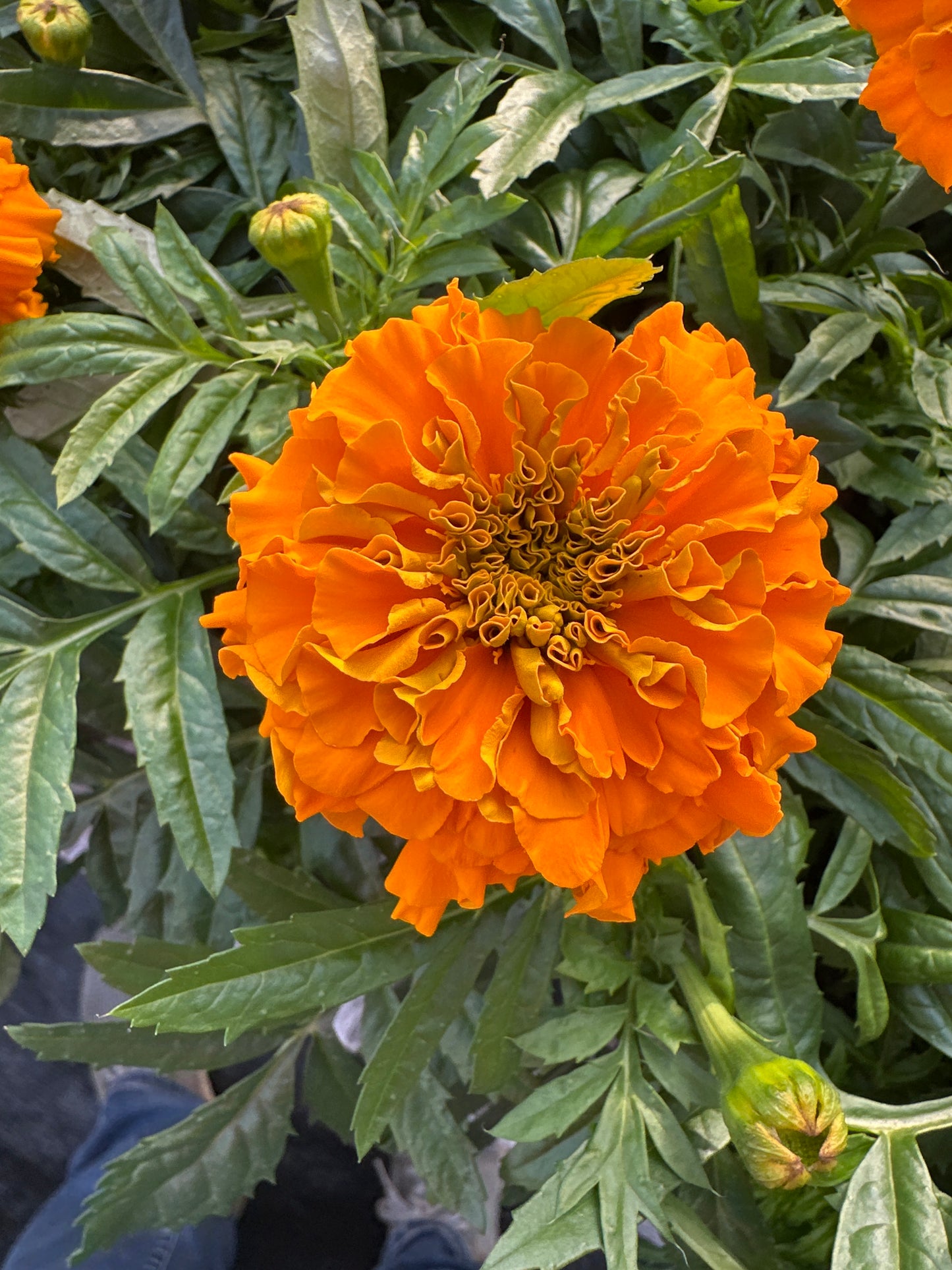 MARIGOLD INCA ORANGE - JUMBO 6 PACK