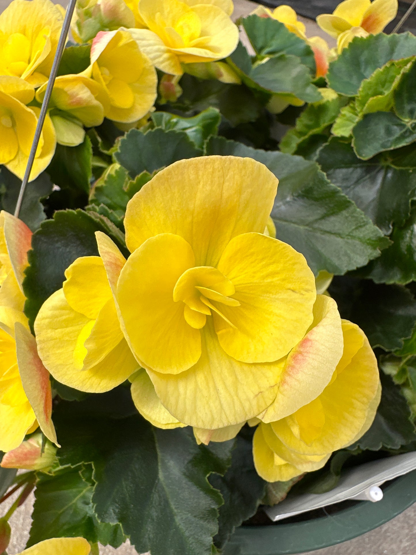 BEGONIA REIGER BLITZ - 10'' HANGING BASKET