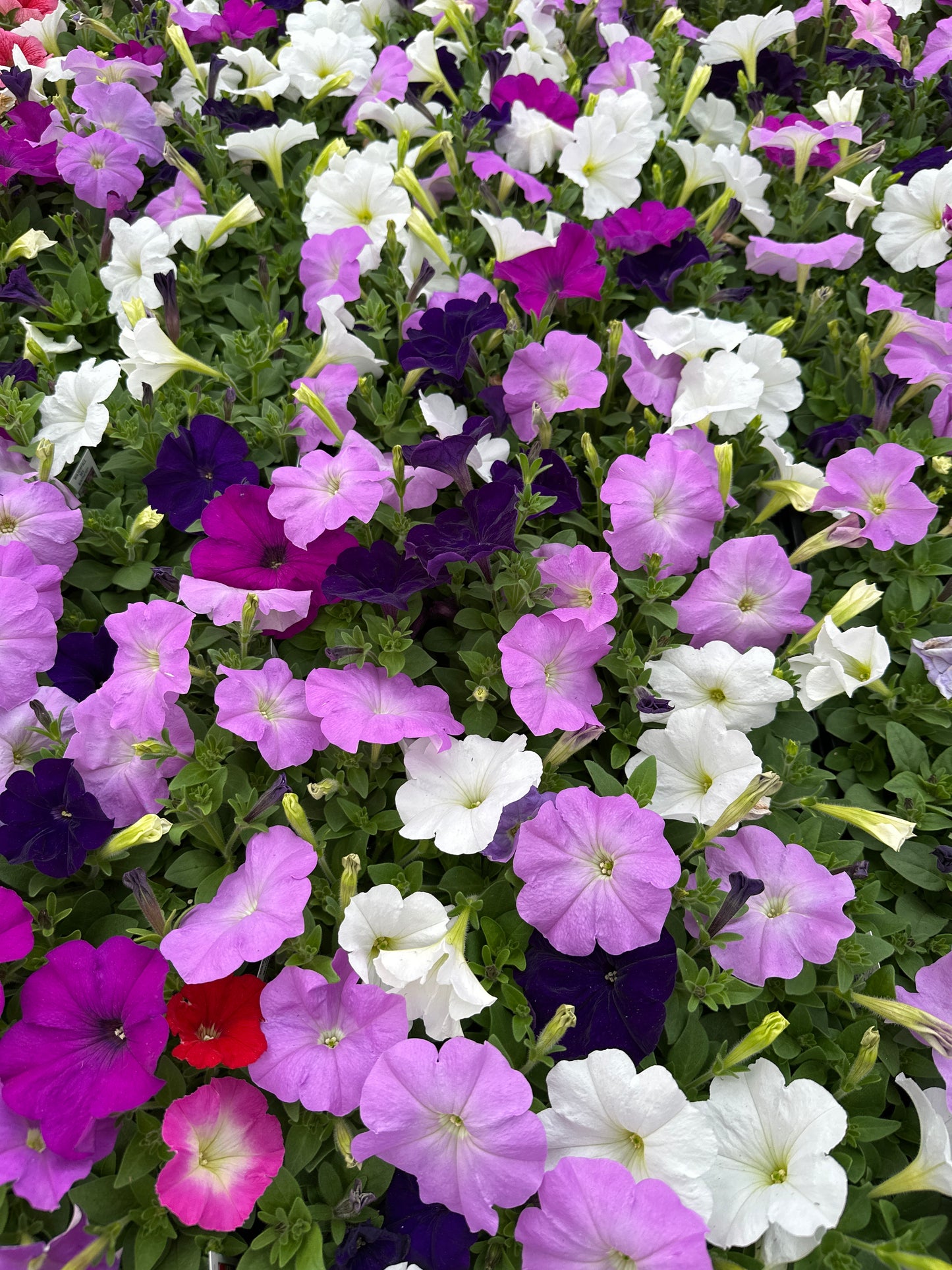 PETUNIA MADNESS WATERFALL MIX - FLAT OF 48 PLANTS